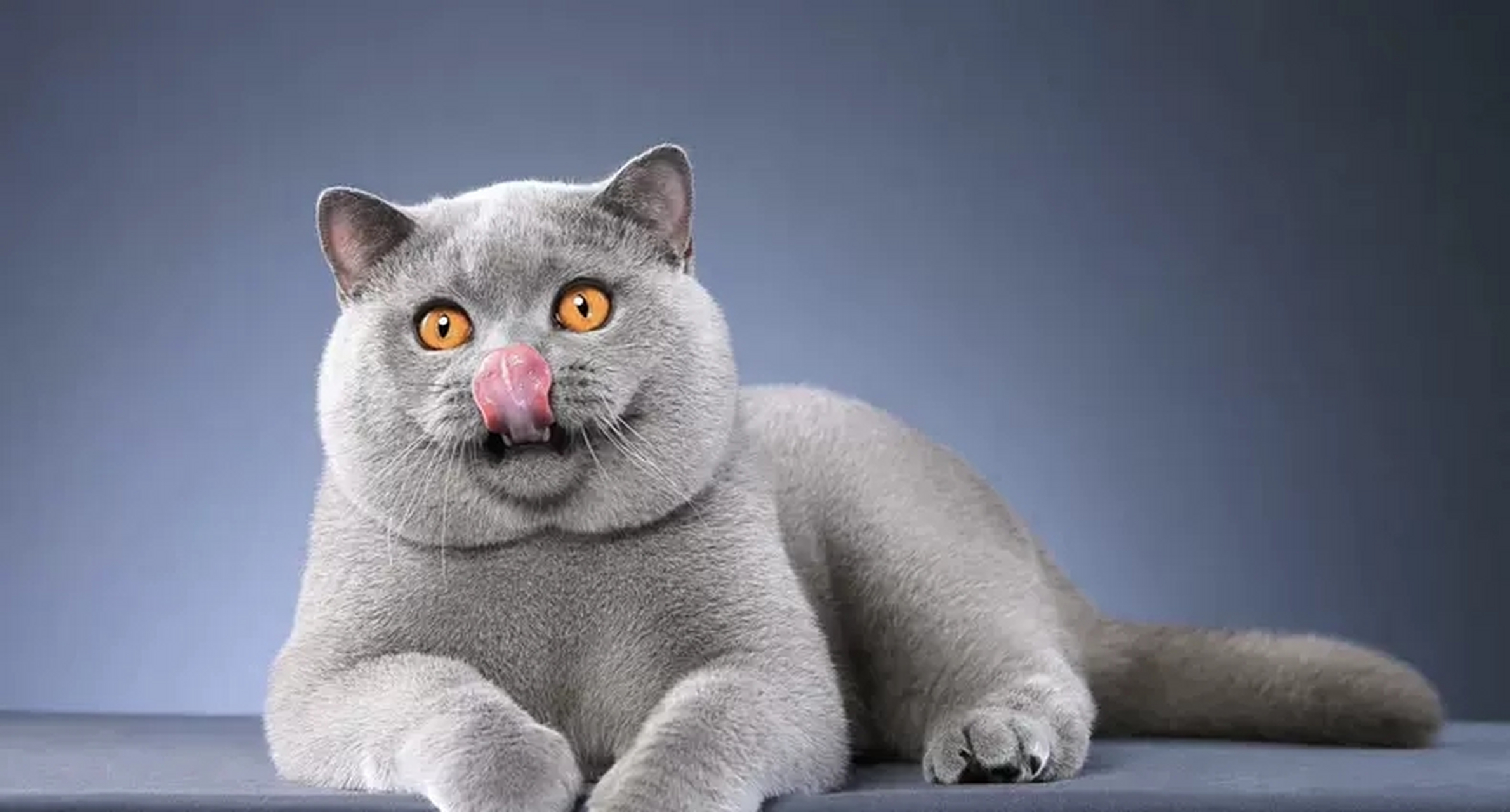 搞笑萌宠#这是隔壁老王家的猫,可惜不是我家的.真让人眼馋!