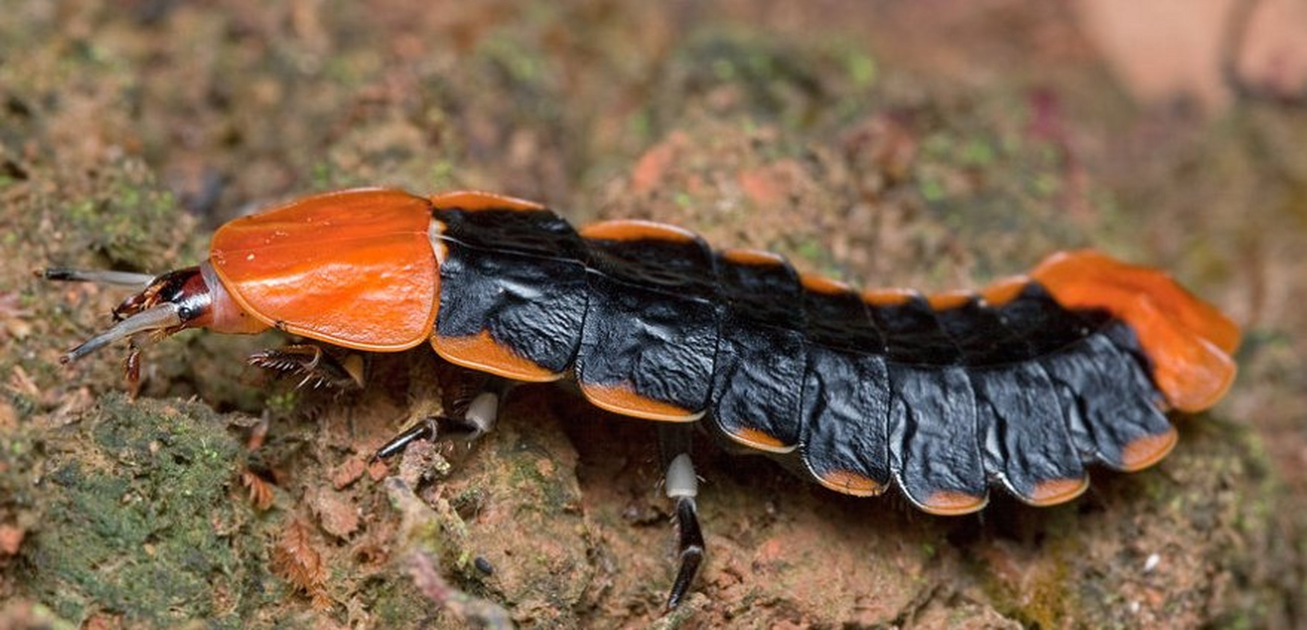 万万没有想到,萤火虫幼虫的食物居然