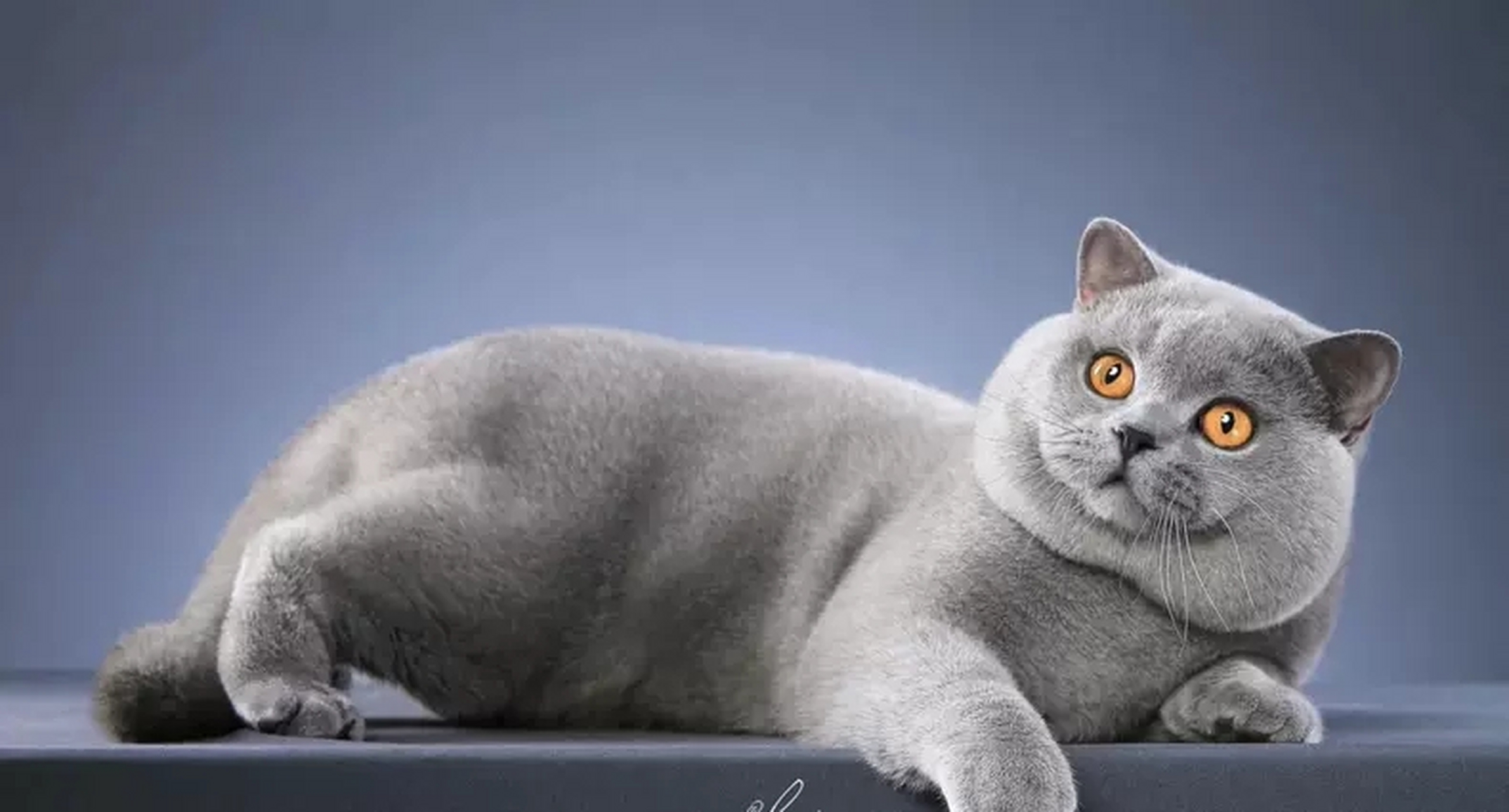 搞笑萌宠#这是隔壁老王家的猫,可惜不是我家的.真让人眼馋!