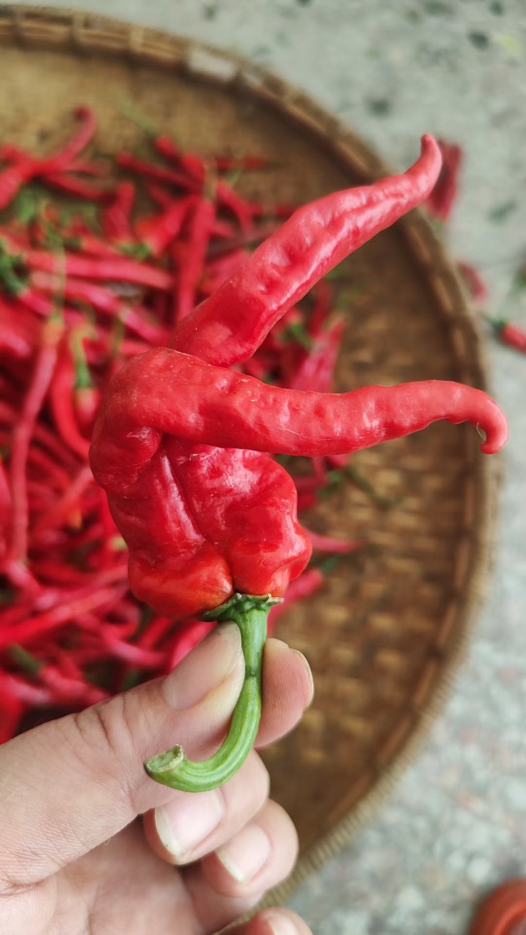 并蒂红辣椒 确实还不错