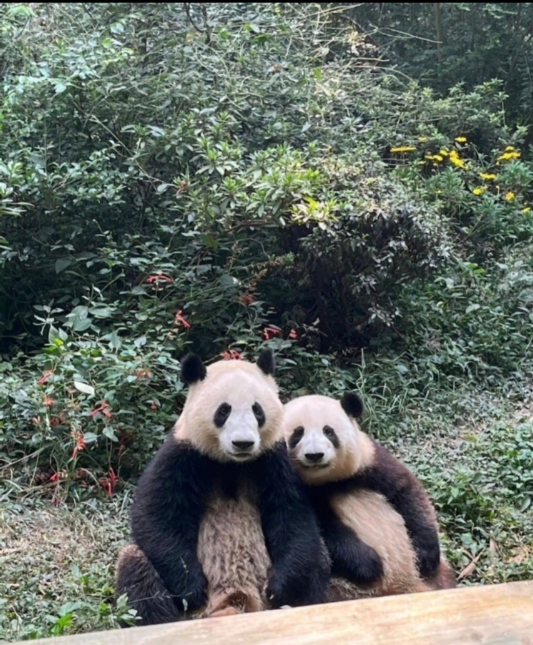 和花和叶,相亲相爱姐弟俩