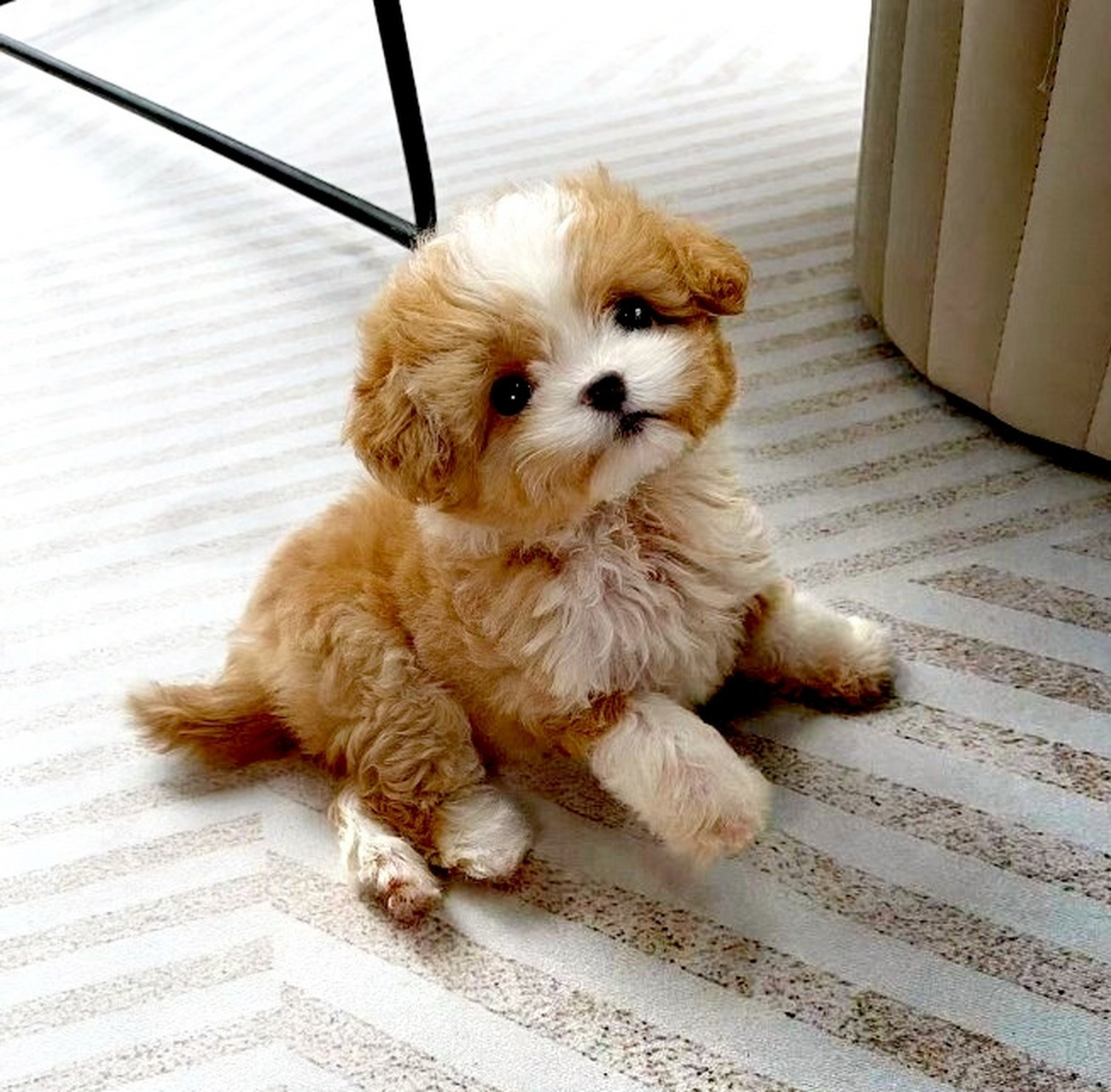 好萌,可爱的毛孩子,想养只马尔泰弟弟.