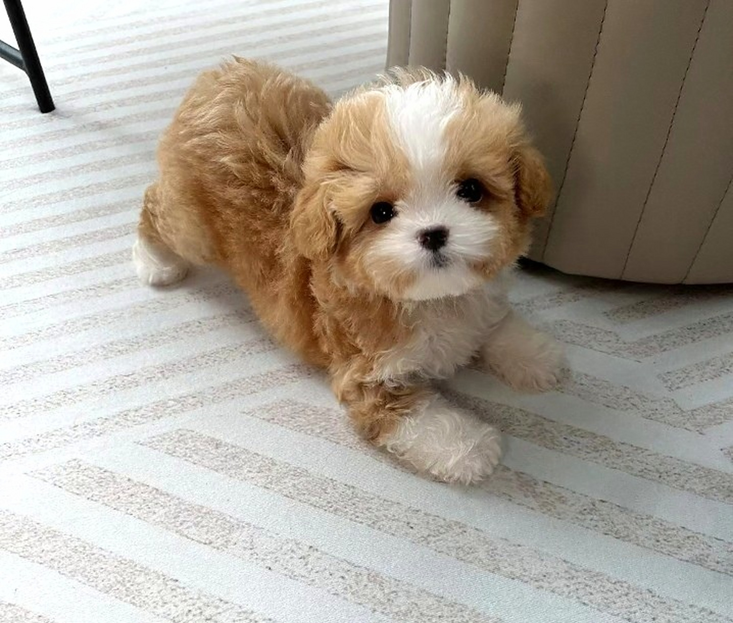 好萌,可爱的毛孩子,想养只马尔泰弟弟.