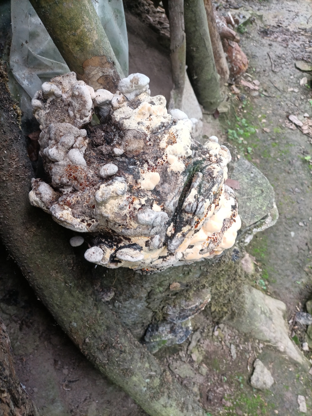 这个是什么菌类?#中医自学交流