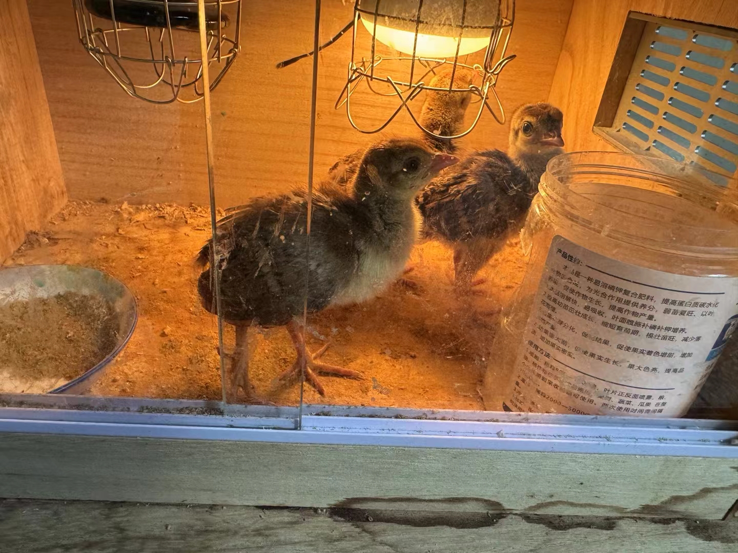 这玩意好养不?第一次见到刚刚刚刚孵化的小孔雀