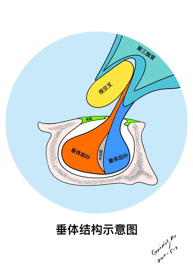 大脑里有个指挥官:认识你的垂体 想象一下,在你大脑深处,鼻梁骨正后方