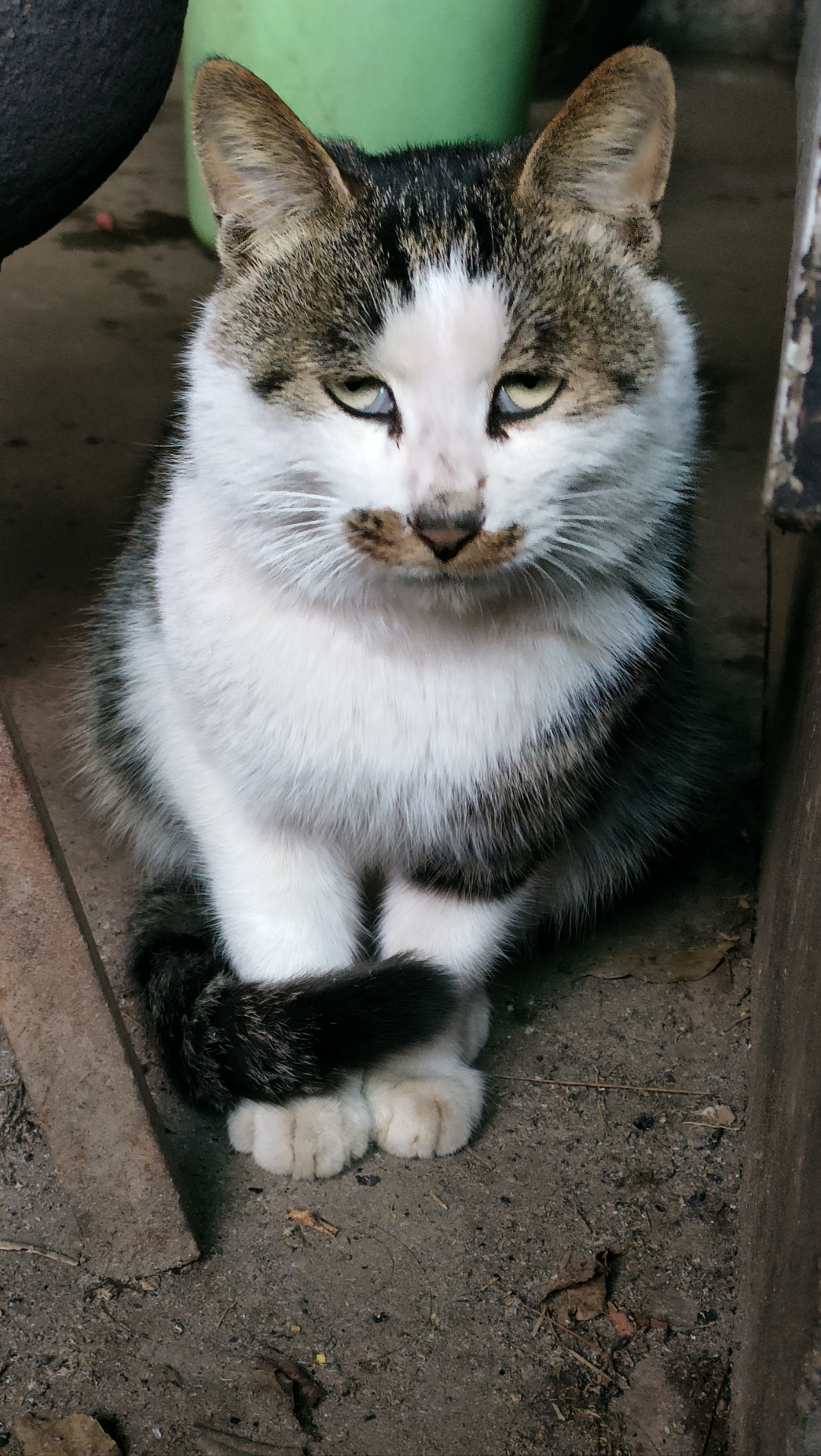 "猫之禅意:静谧中的诗意生活"  阳光斑驳,猫咪静坐,眼中闪耀着金黄的