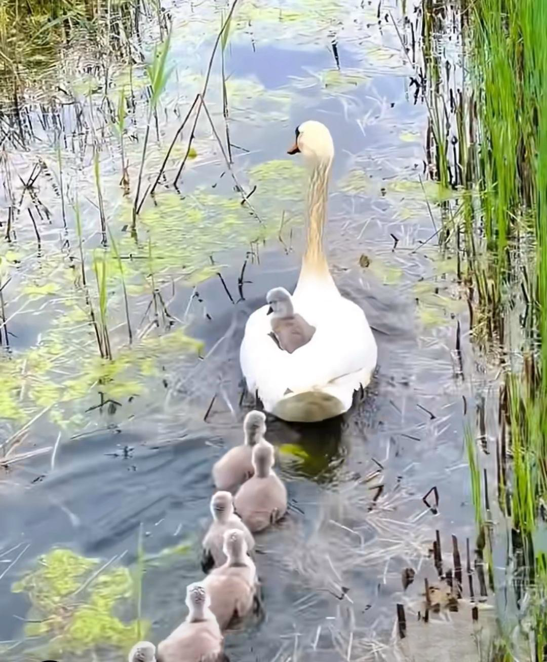 池塘里的大白鹅妈妈带着一群鹅宝宝在水里自由自在的游泳,好开心啊!