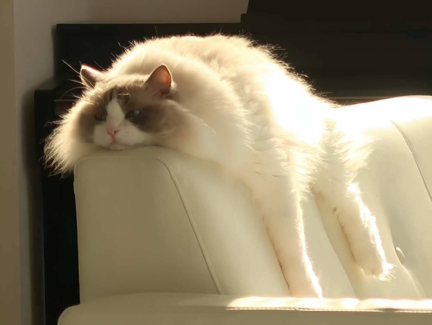 关于超度了一只猫的信息 关于超度了一只猫的信息