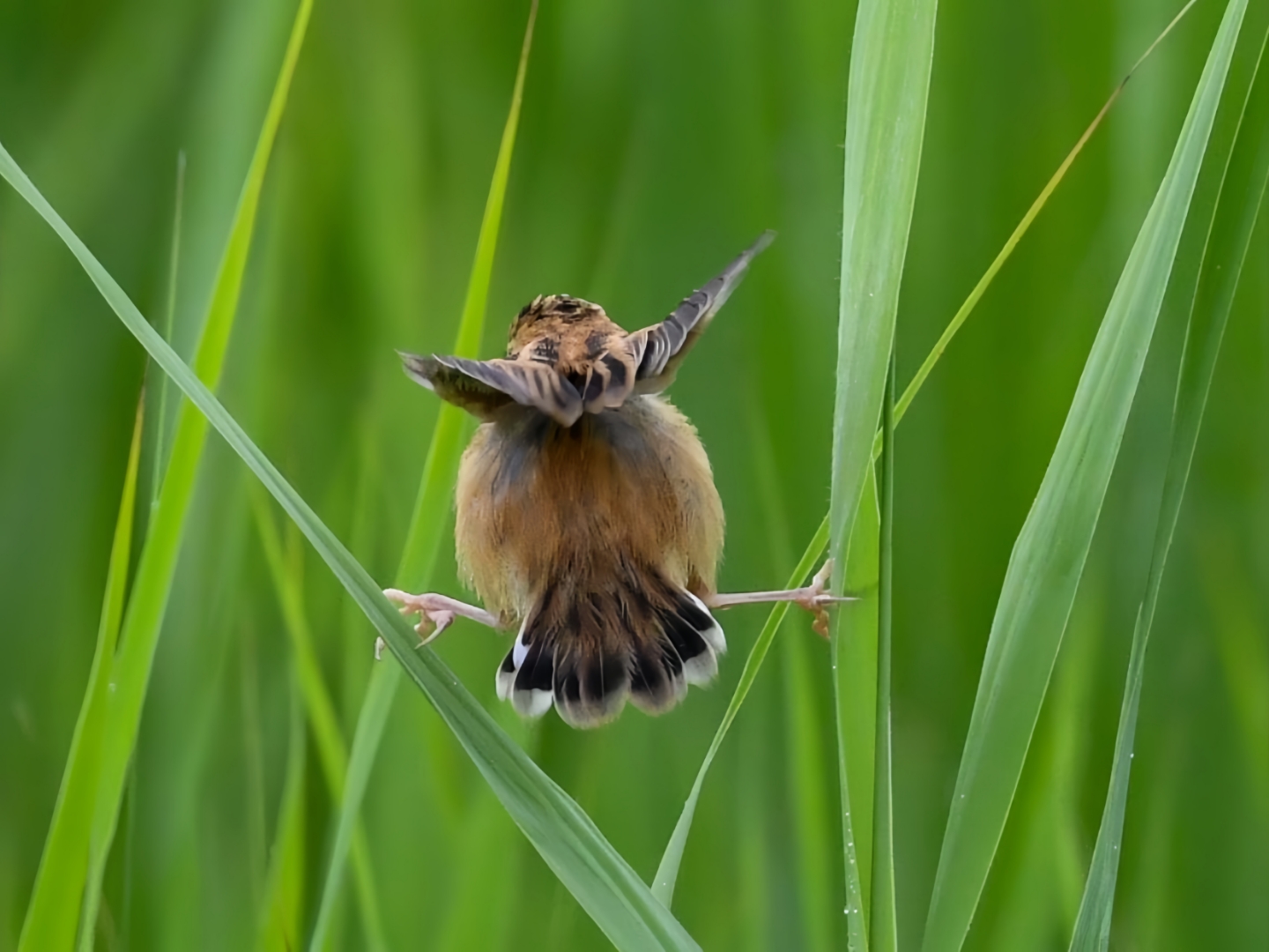 这能称得上是小鸟界的体操运动员了吧,他居然能在草丛上面掌握平衡
