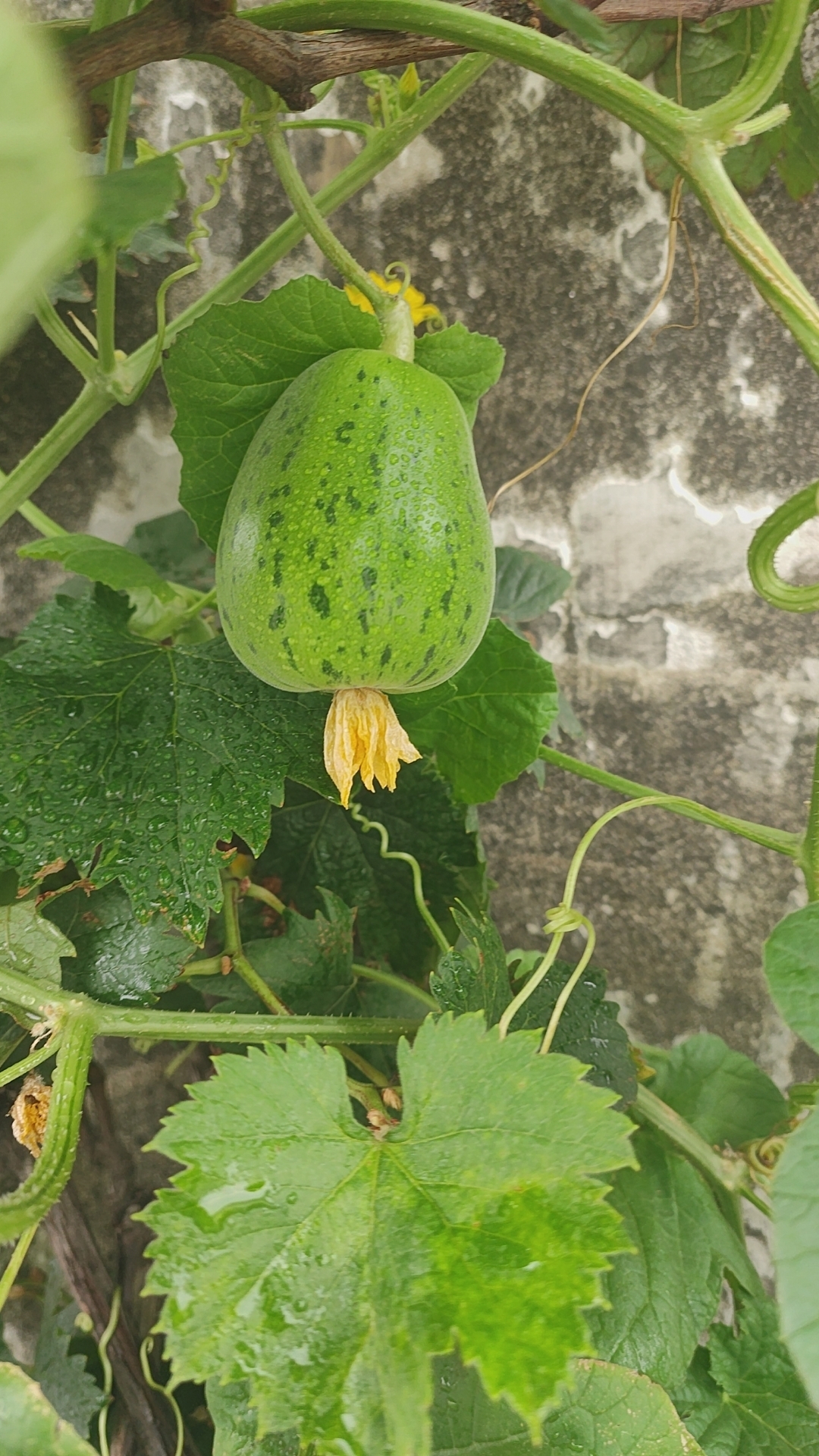 香香瓜儿挂藤头,晶莹剔透惹人爱.指头西瓜皮儿薄,甜沙沙~#盆栽
