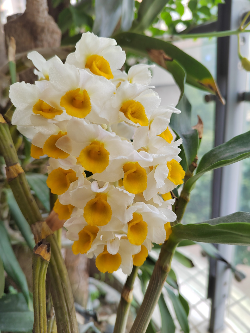 球花石斛兰,去年没开花,我以曾一度怀疑它会挂掉.