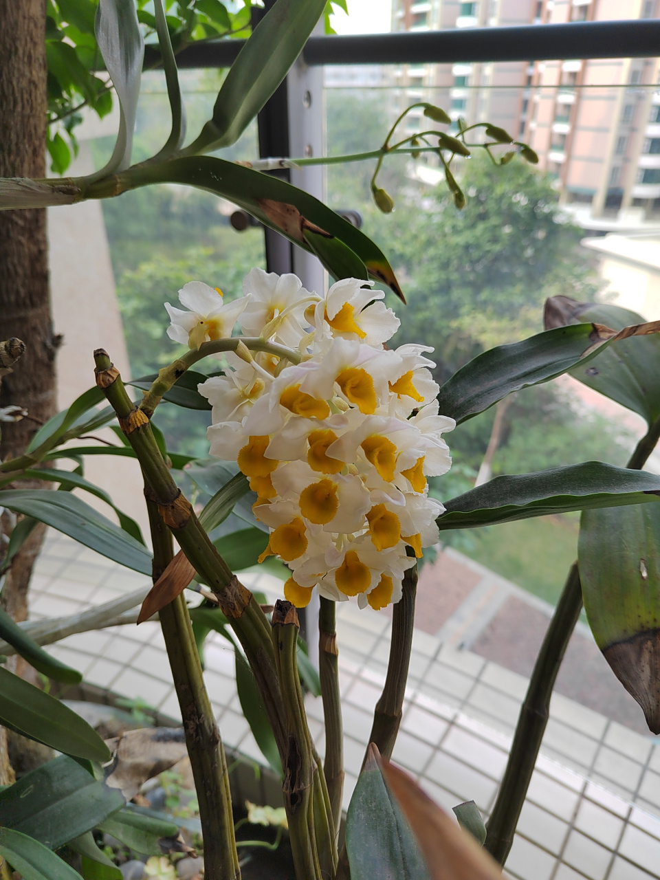 球花石斛兰,去年没开花,我以曾一度怀疑它会挂掉.