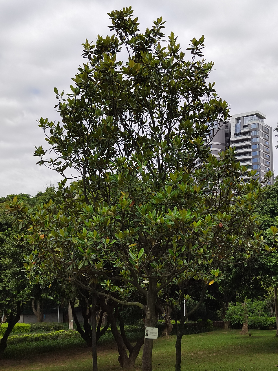 荷花玉兰又称广玉兰,洋玉兰,白玉兰.产北美洲.