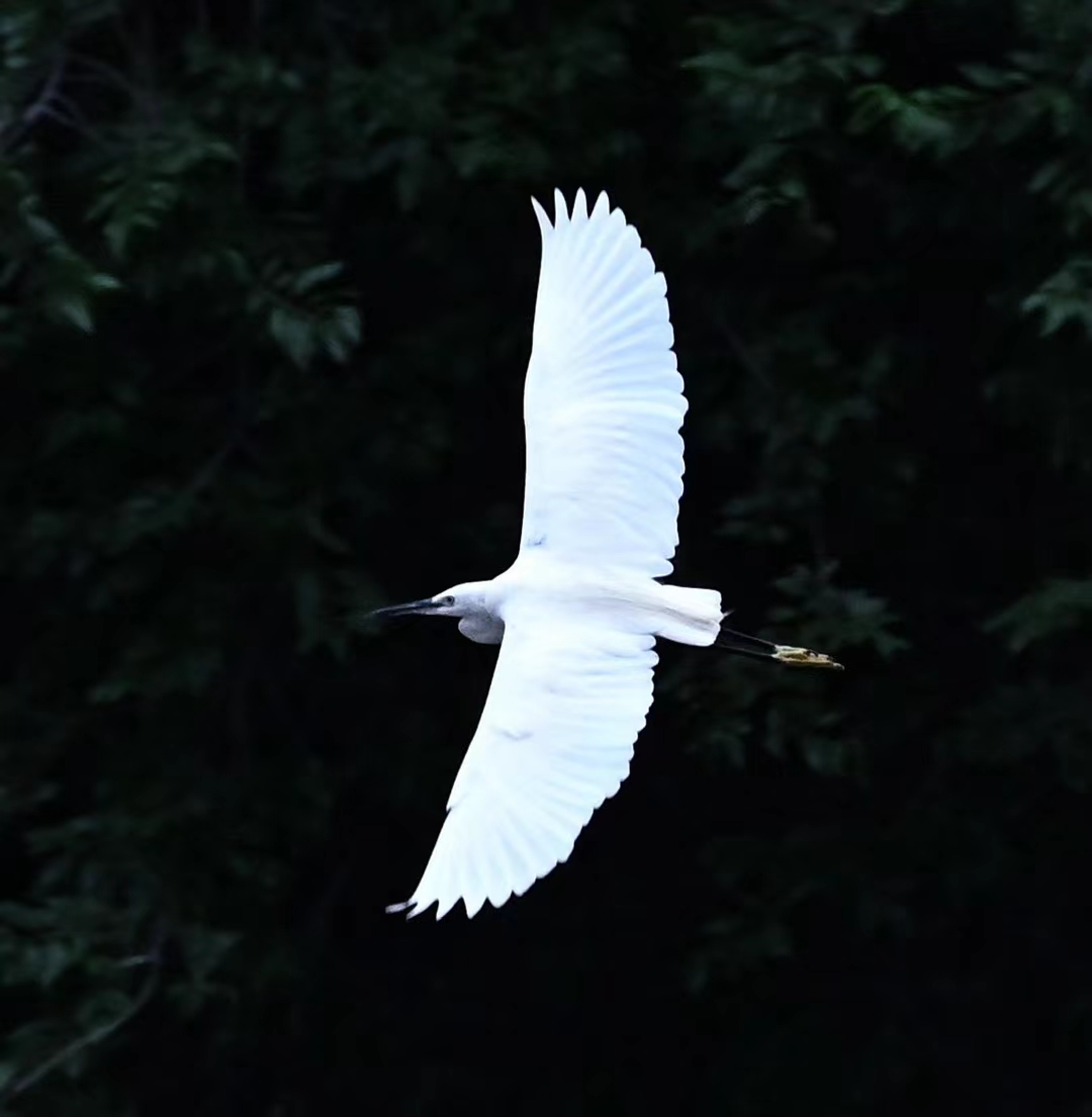 有趣的对联之～关关难过关关过,我对:步步为营步步赢.怎么样?