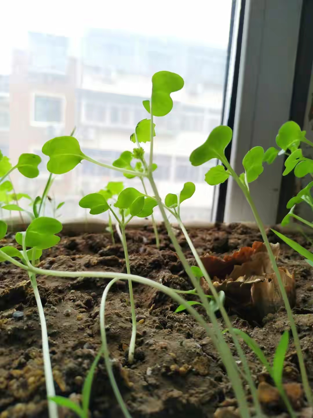 楼道花盆里春意盎然的油菜花