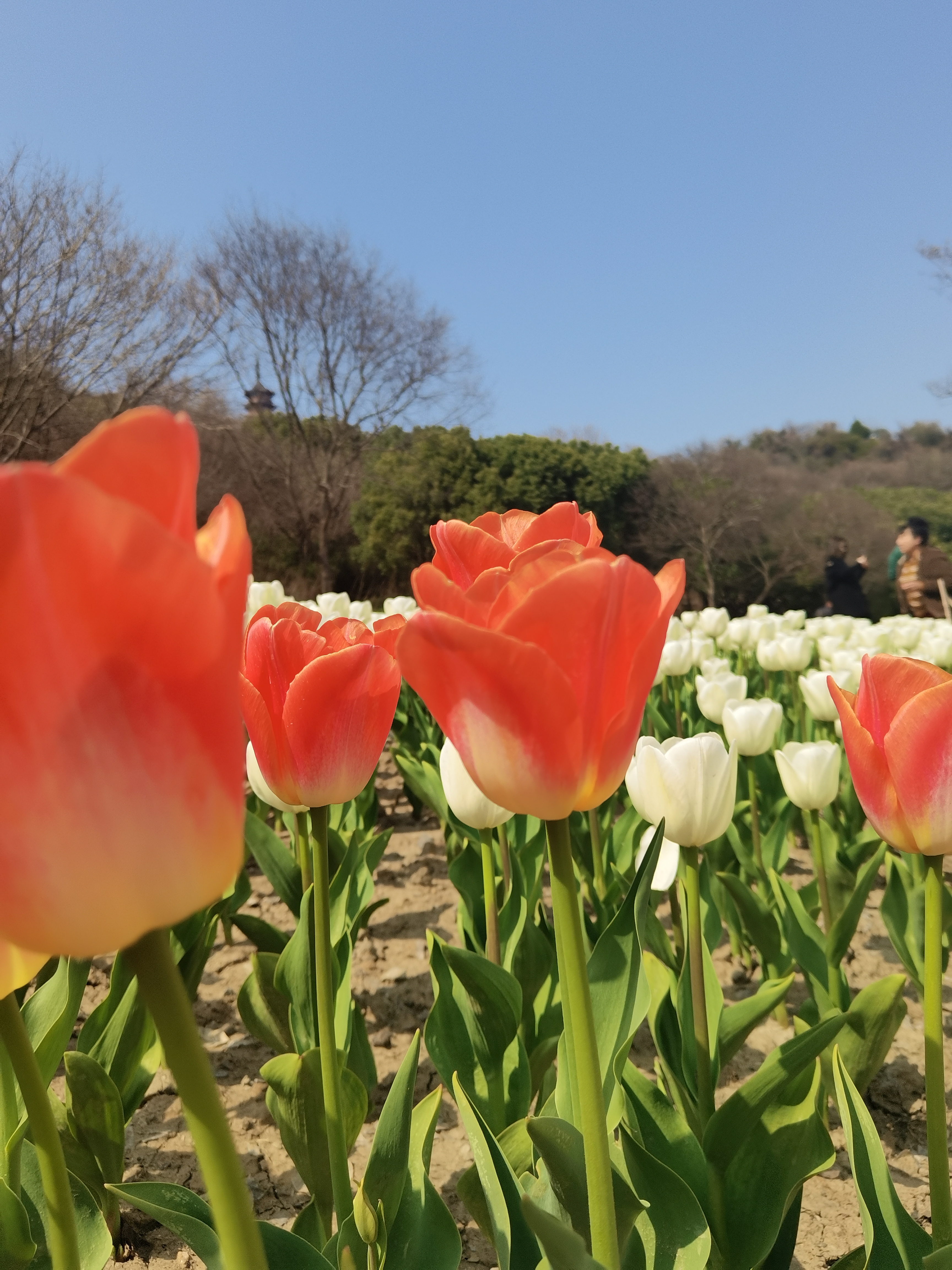 海宁东山公园郁金香花海