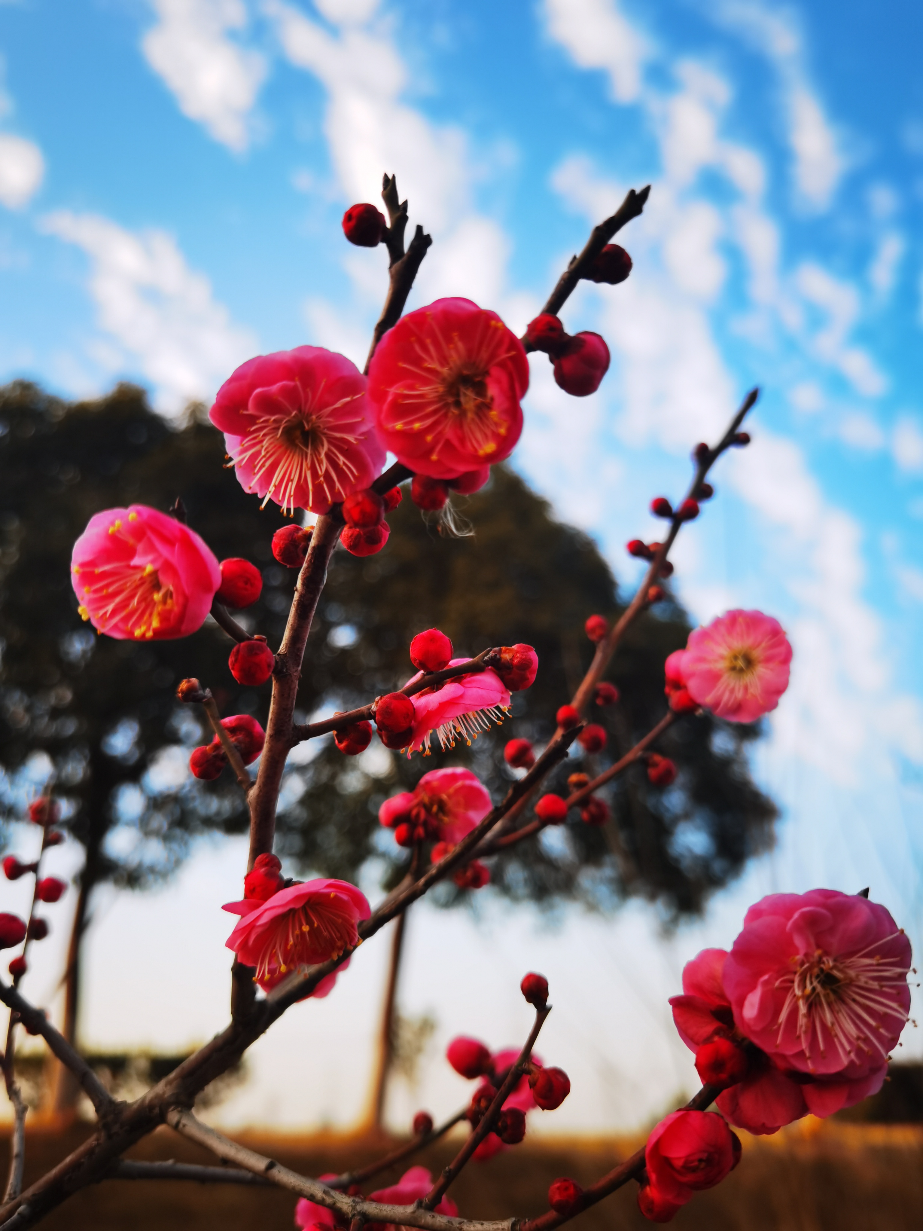 蓝天下的梅花图片图片