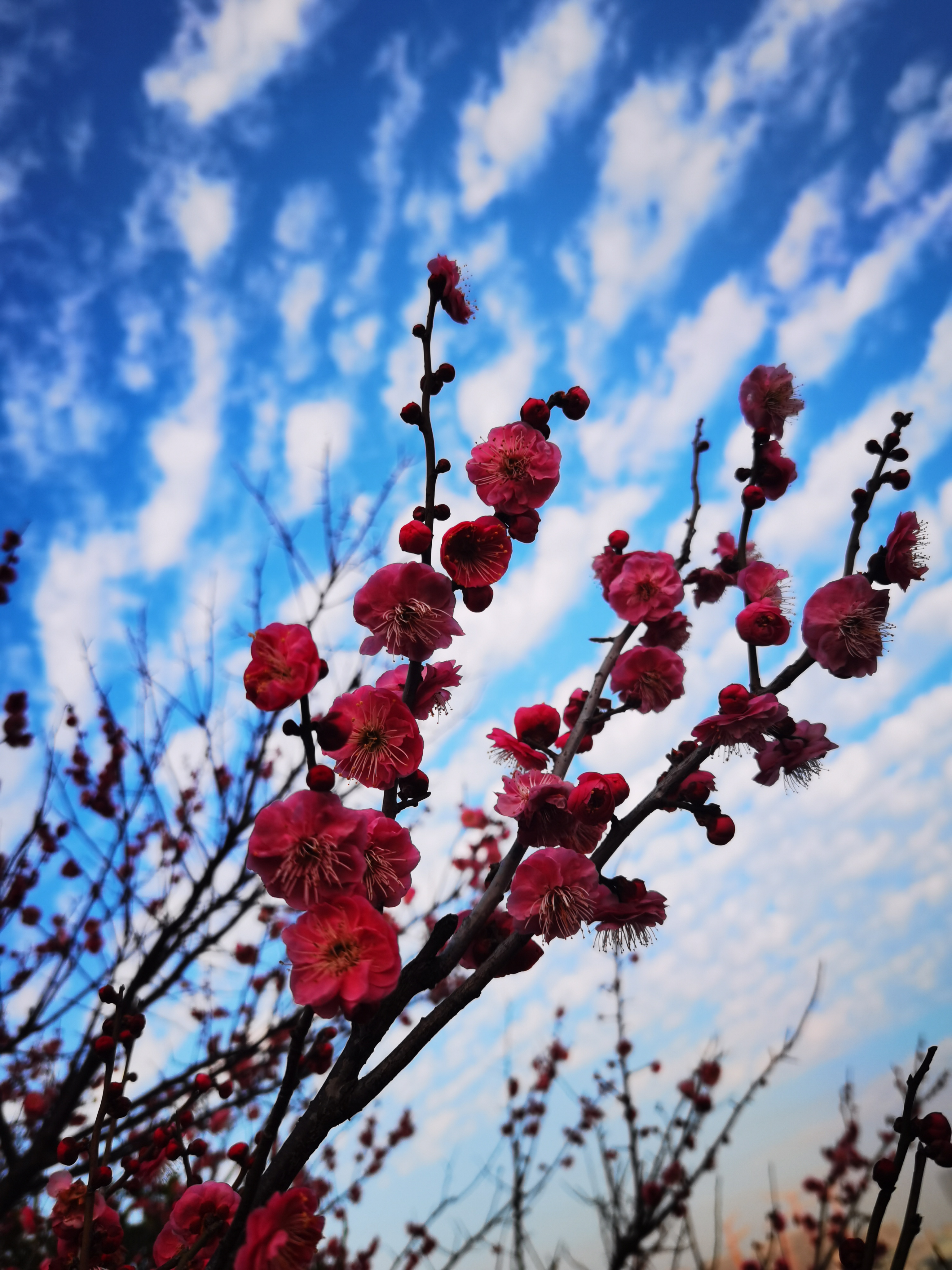 蓝天下的梅花图片图片