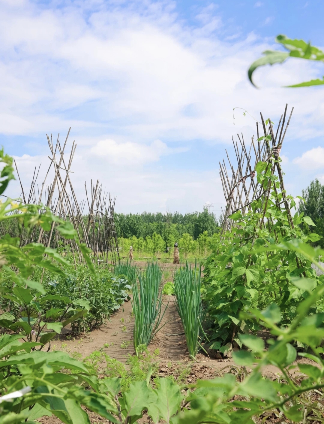 农家小菜园能给你带来什么视觉和惊喜 #农村生活那些事# 大家好,今天