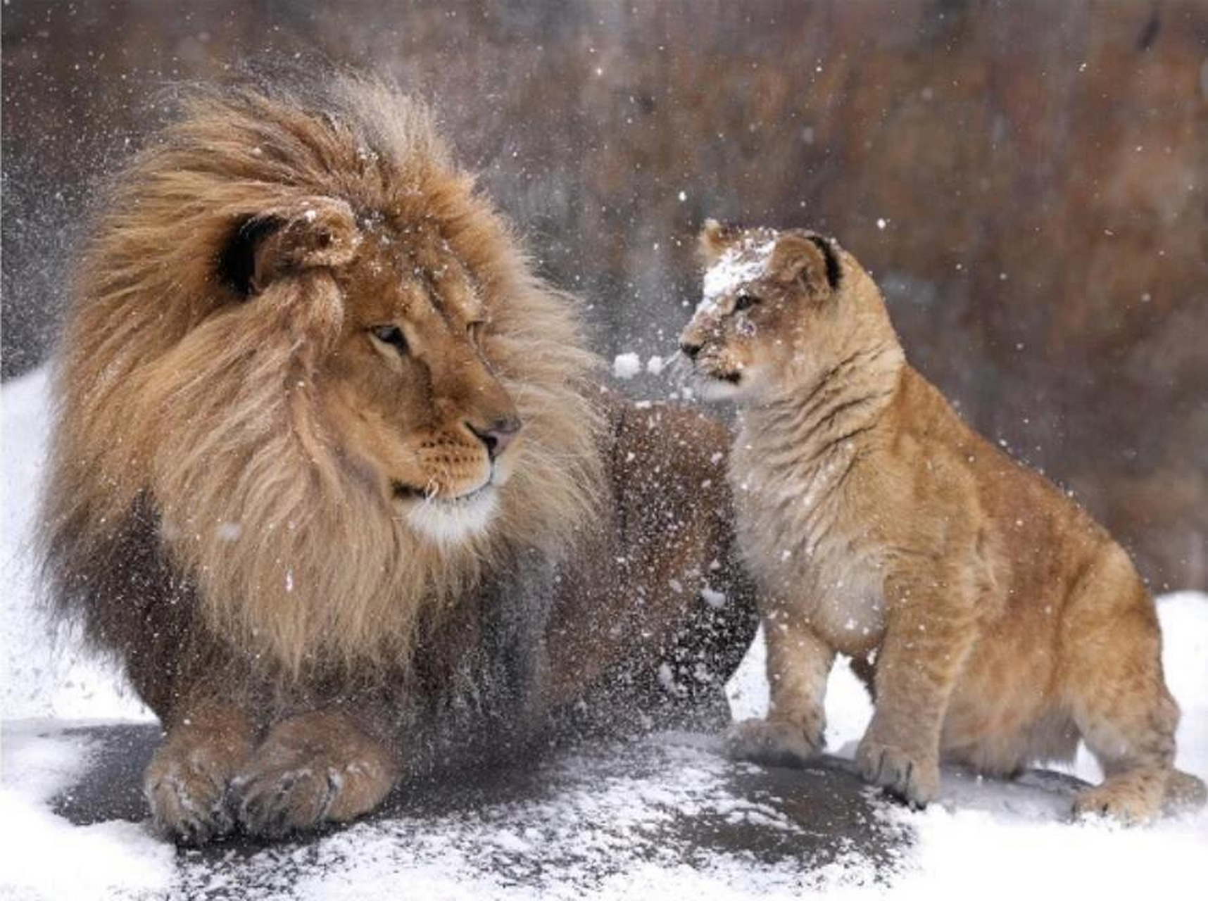 小狮子:爸爸,你怎么长了那么多白头发?  图网侵删