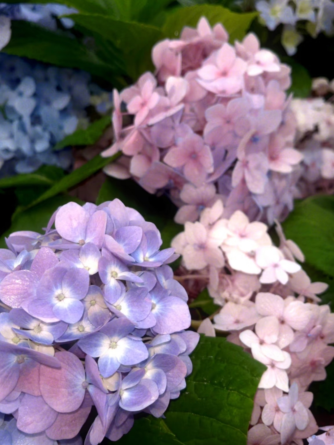 广州‖天河公园花坛有一大片绣球,无尽夏 彩虹 花神 粉色佳人 品种
