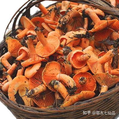 一颗颗橙色的蘑菇,宛如落日下的灯塔,照亮了这片绿色