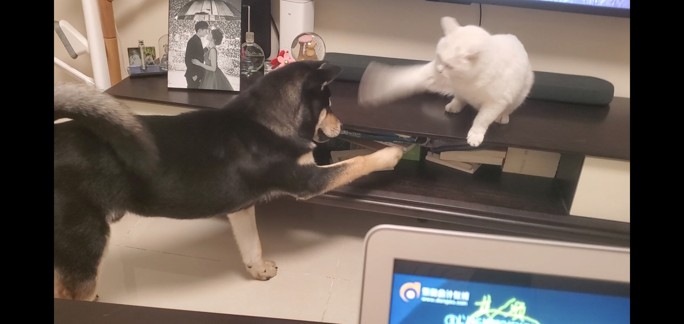 猫咪 猫狗大战
