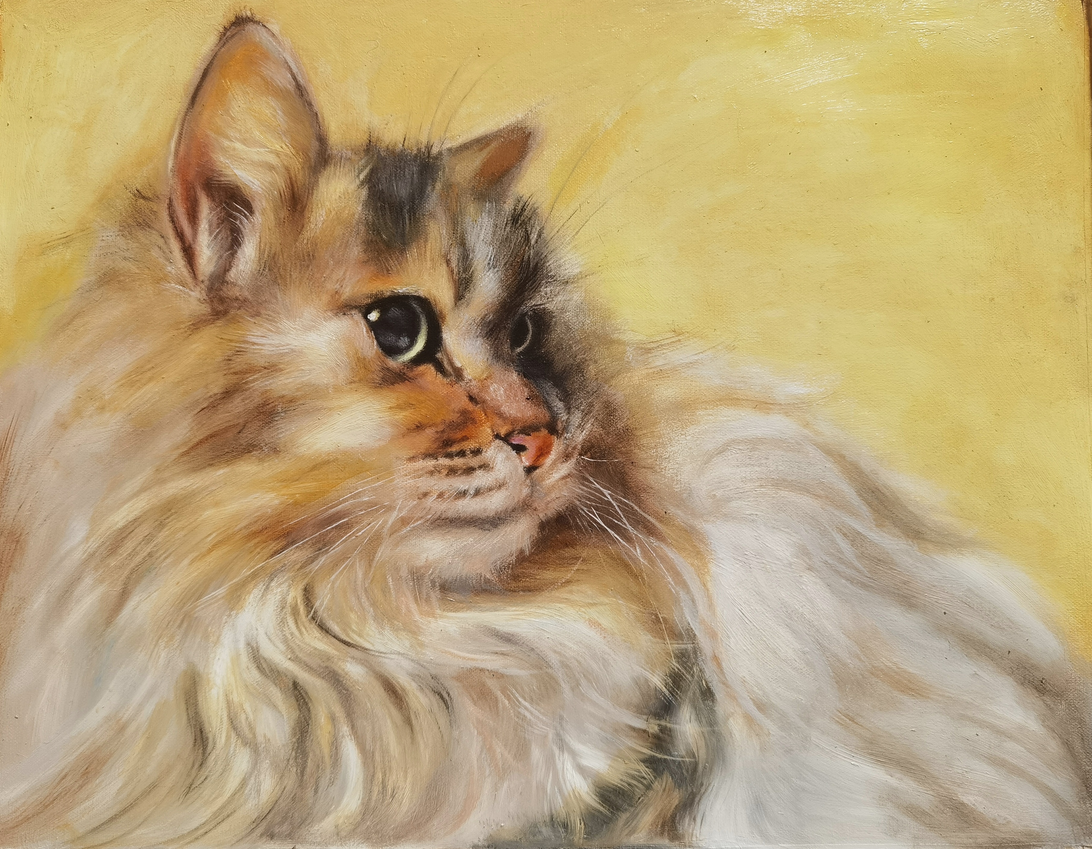 油画 猫猫 40*50