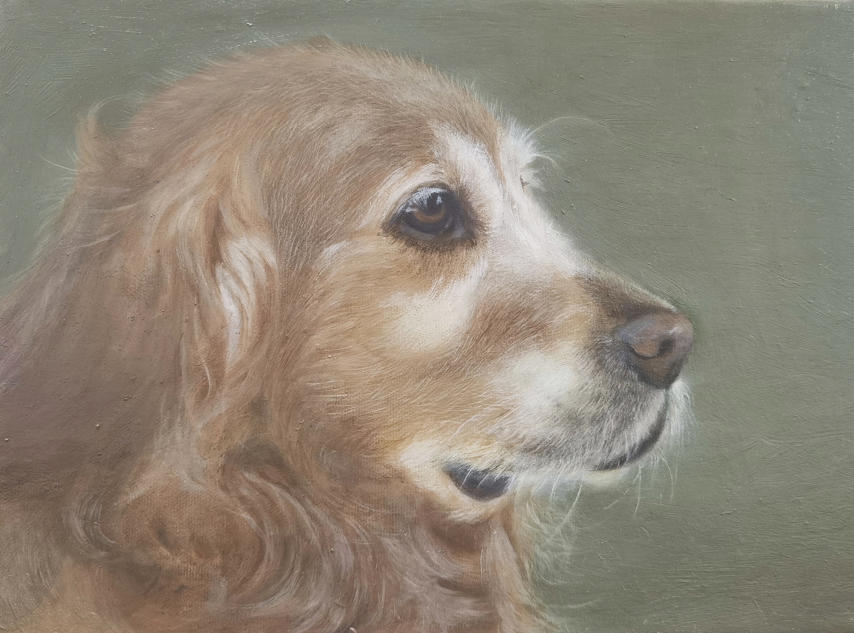 油画 狗狗2  30cm*40cm