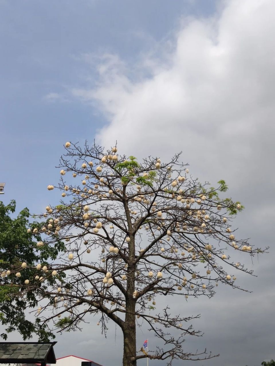 深圳像棉花树图片