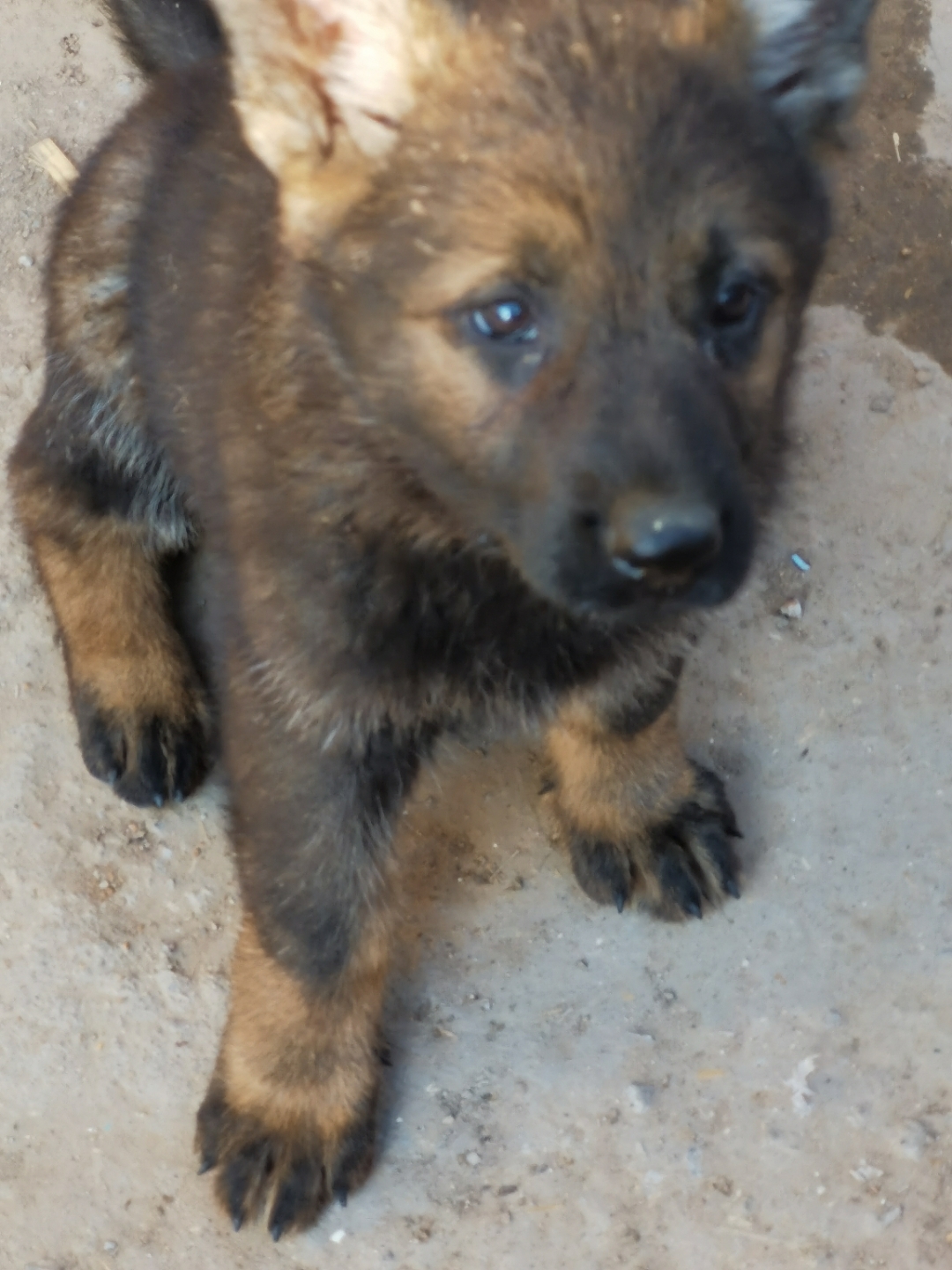 狼灰东德牧羊犬幼犬3个月疫苗齐全