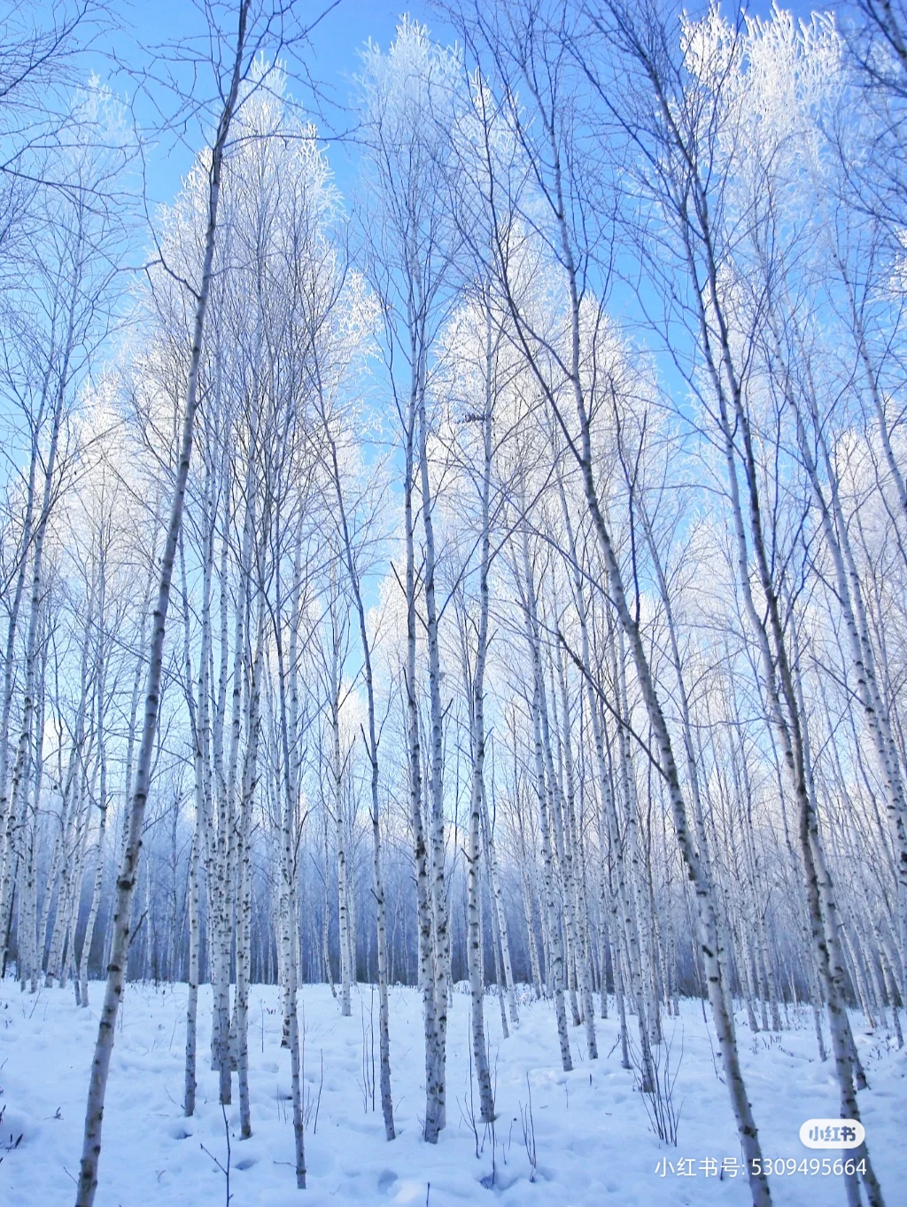 白桦林:和俄罗斯一江之隔的漠河同样有着大片浪漫的白桦林,尤其是在漫