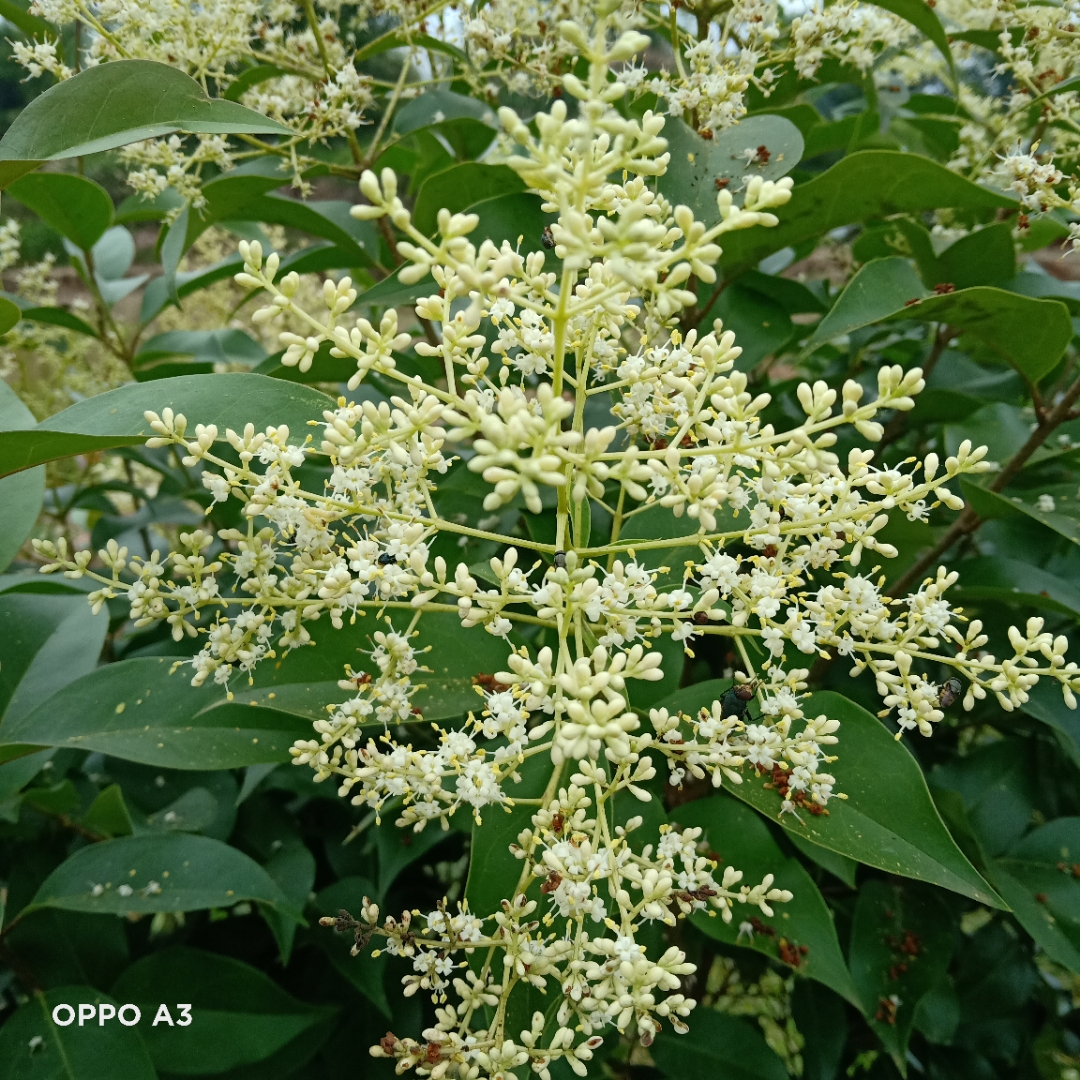 请各朋友看看这是什么树开的花,买家说是血桂,我看不象.