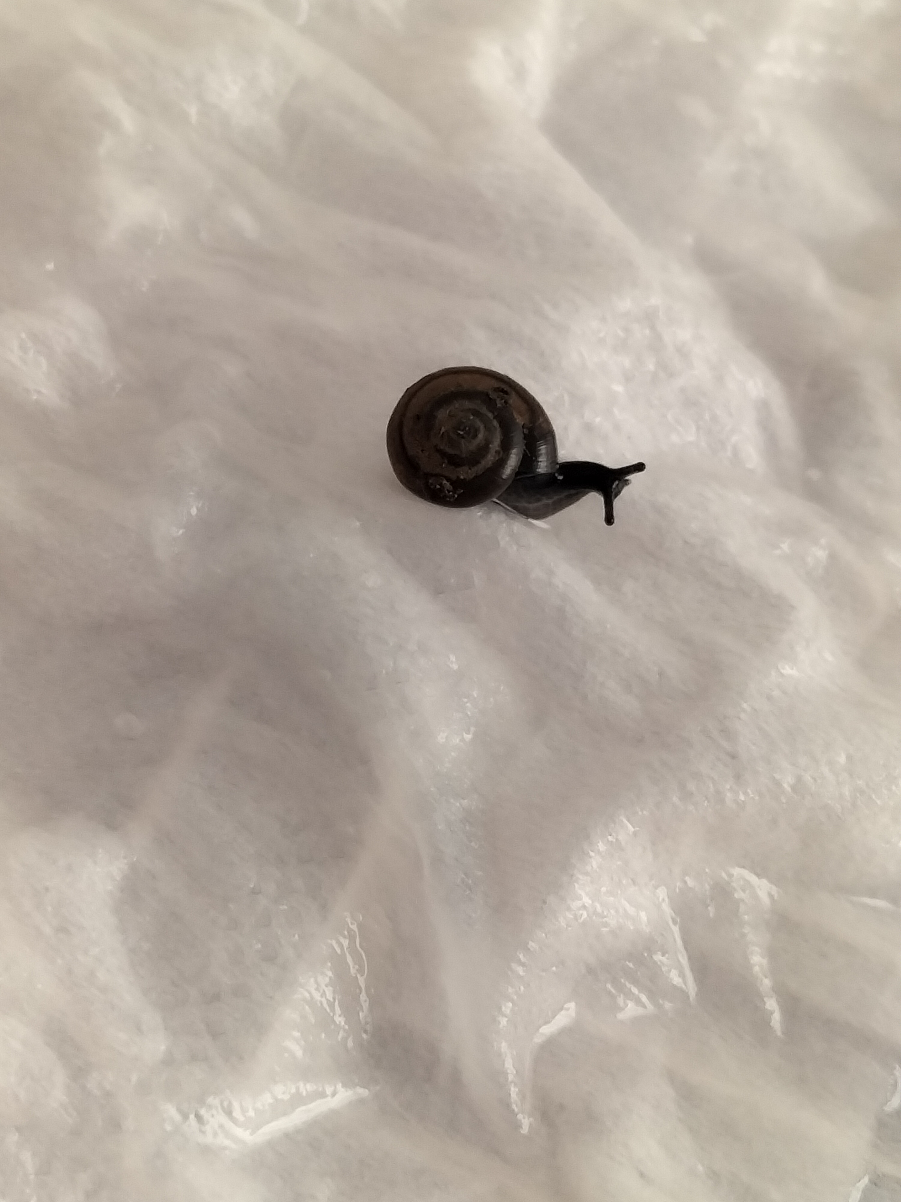 请问这是什么品种的蜗牛呀,在生菜里看到的,壳是扁的,浑身都是黑色的