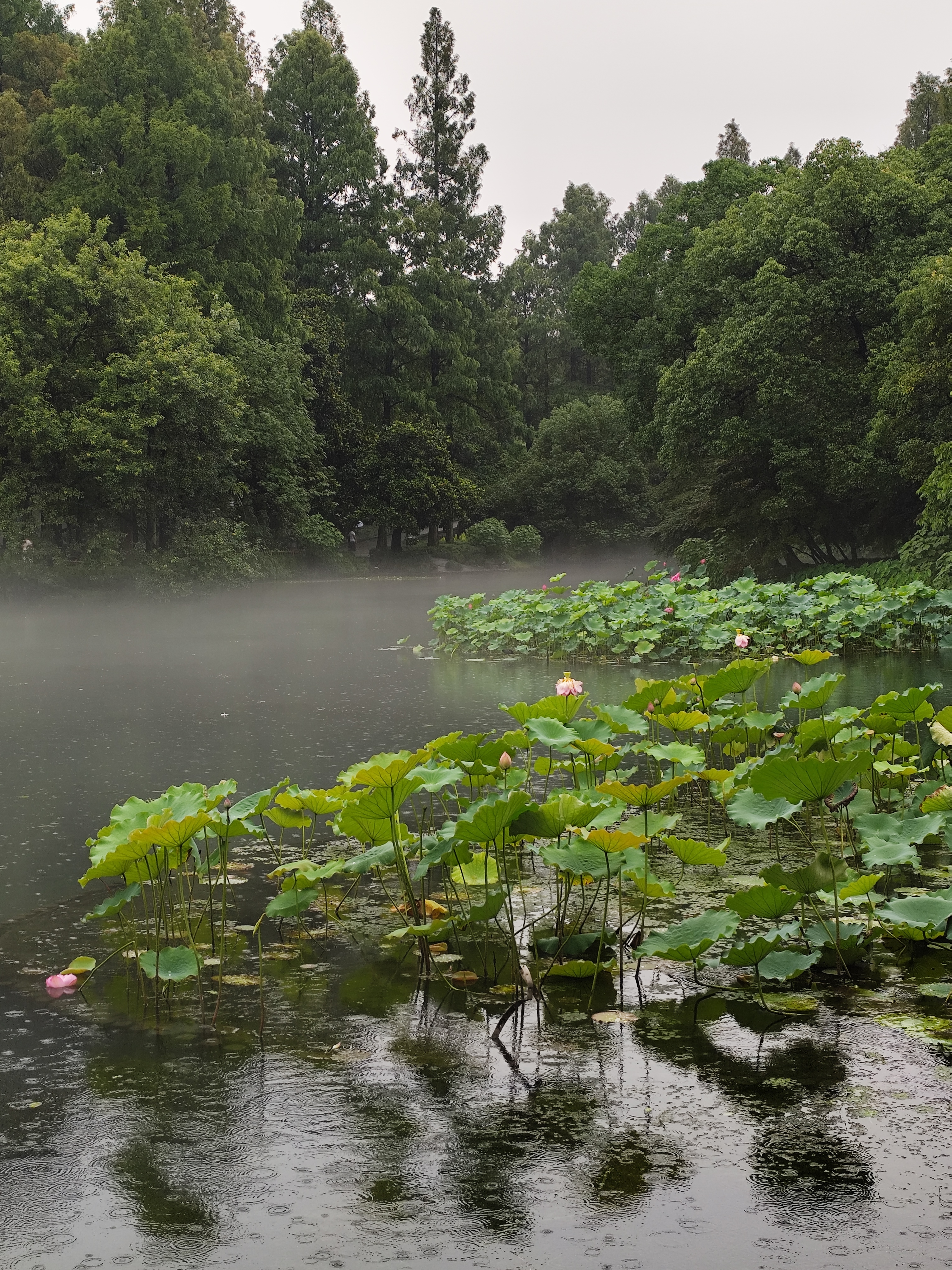 烟雨蒙蒙风景图片图片