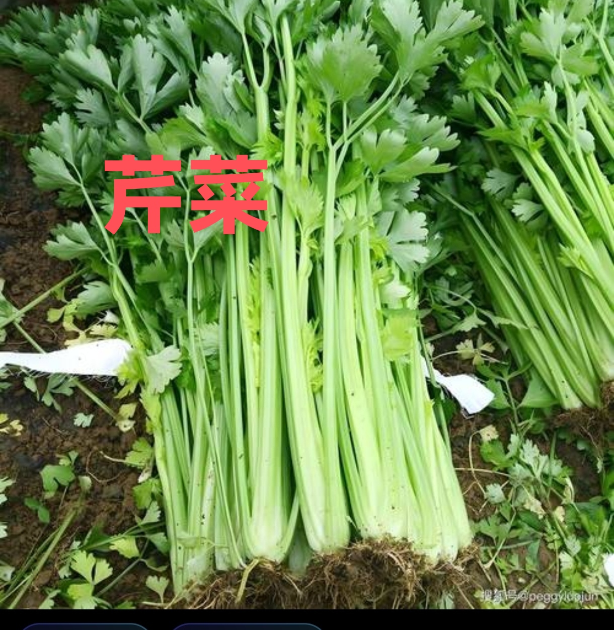 芹菜有强烈香味,被称为香料蔬菜