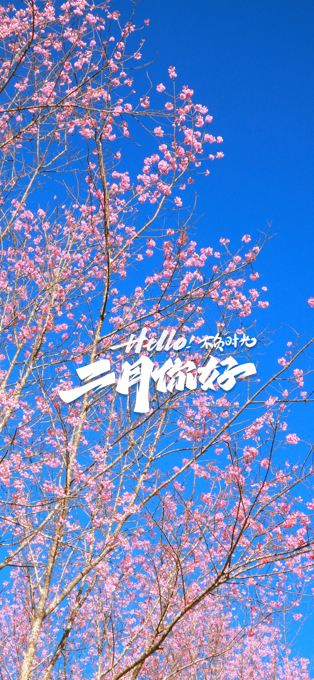 二月心语:二月,冬日的严寒尚未完全退去,但春的讯息已经悄然来临