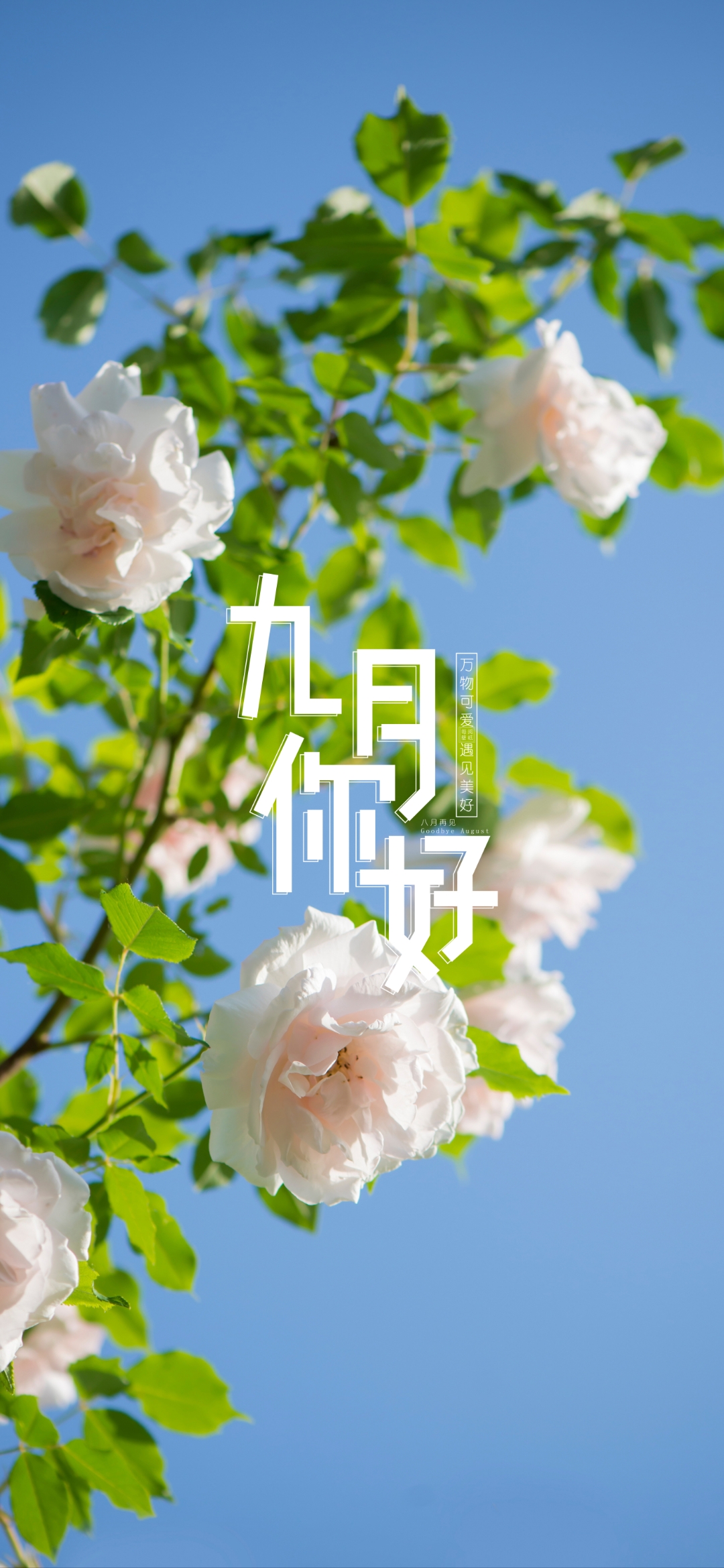 一抔心事 九月图片九月唯美九月图片大全九月文字图片图片壁纸九月