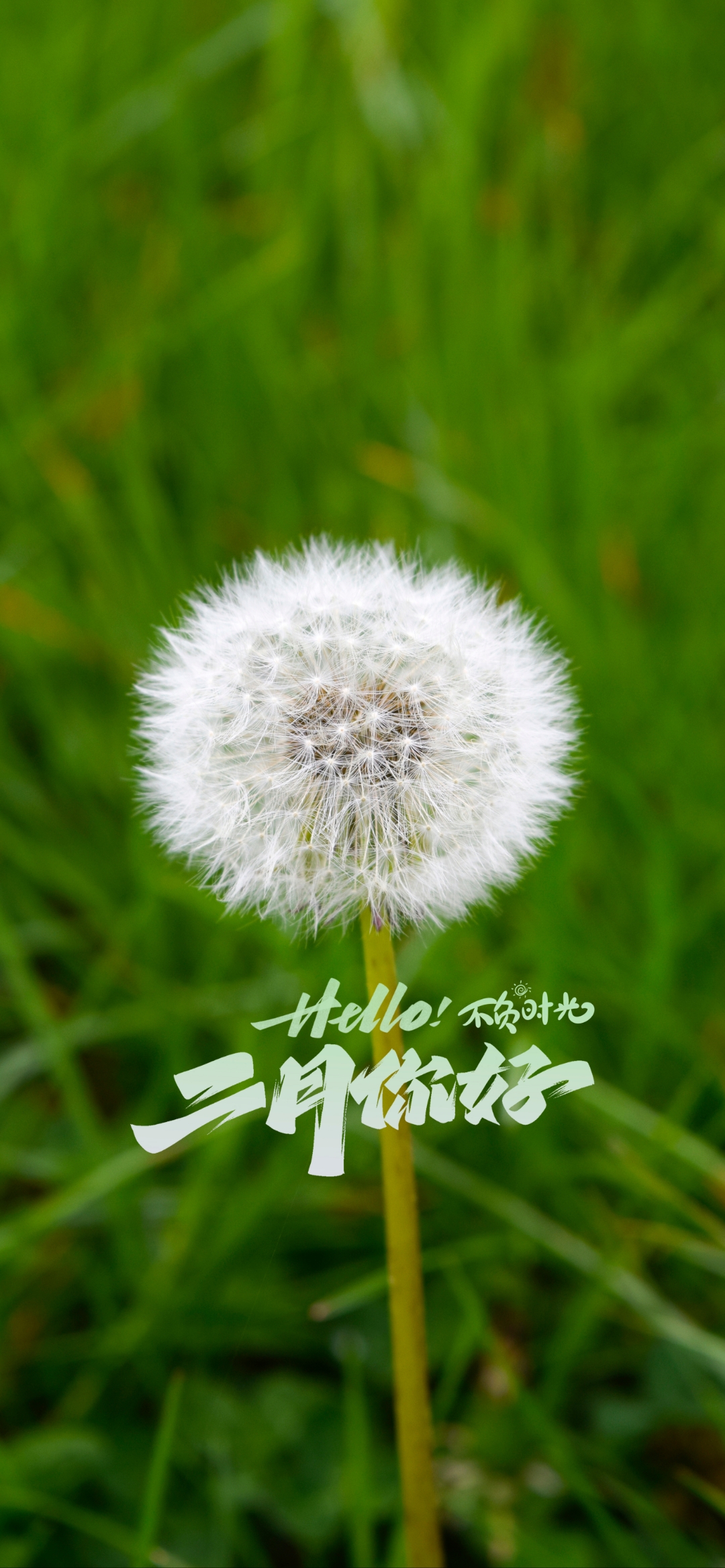 二月心语:二月的春风,带着几分羞涩与温柔,悄悄地拂过沉睡的大地