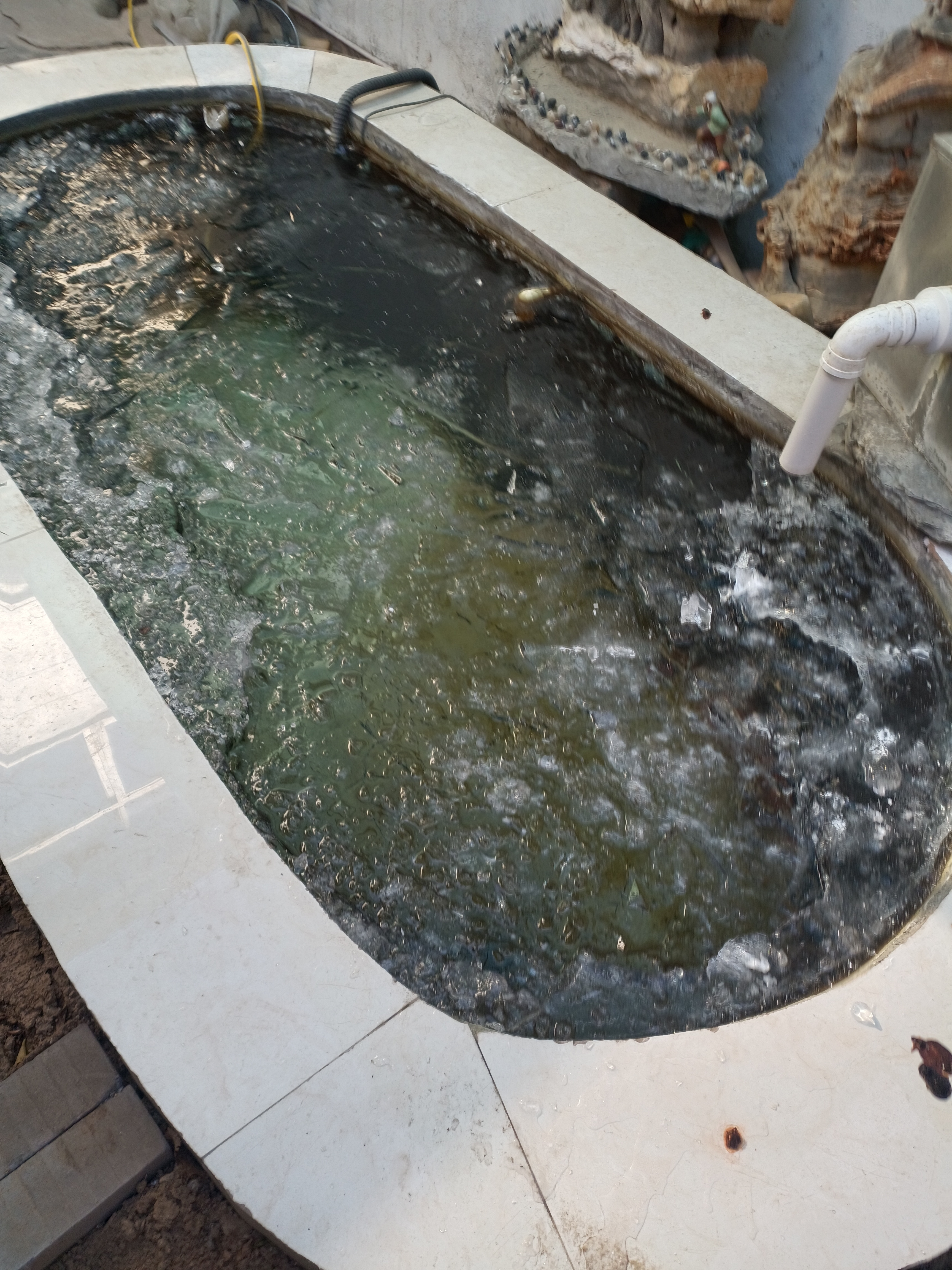 天寒地冻,锦鲤安然无恙