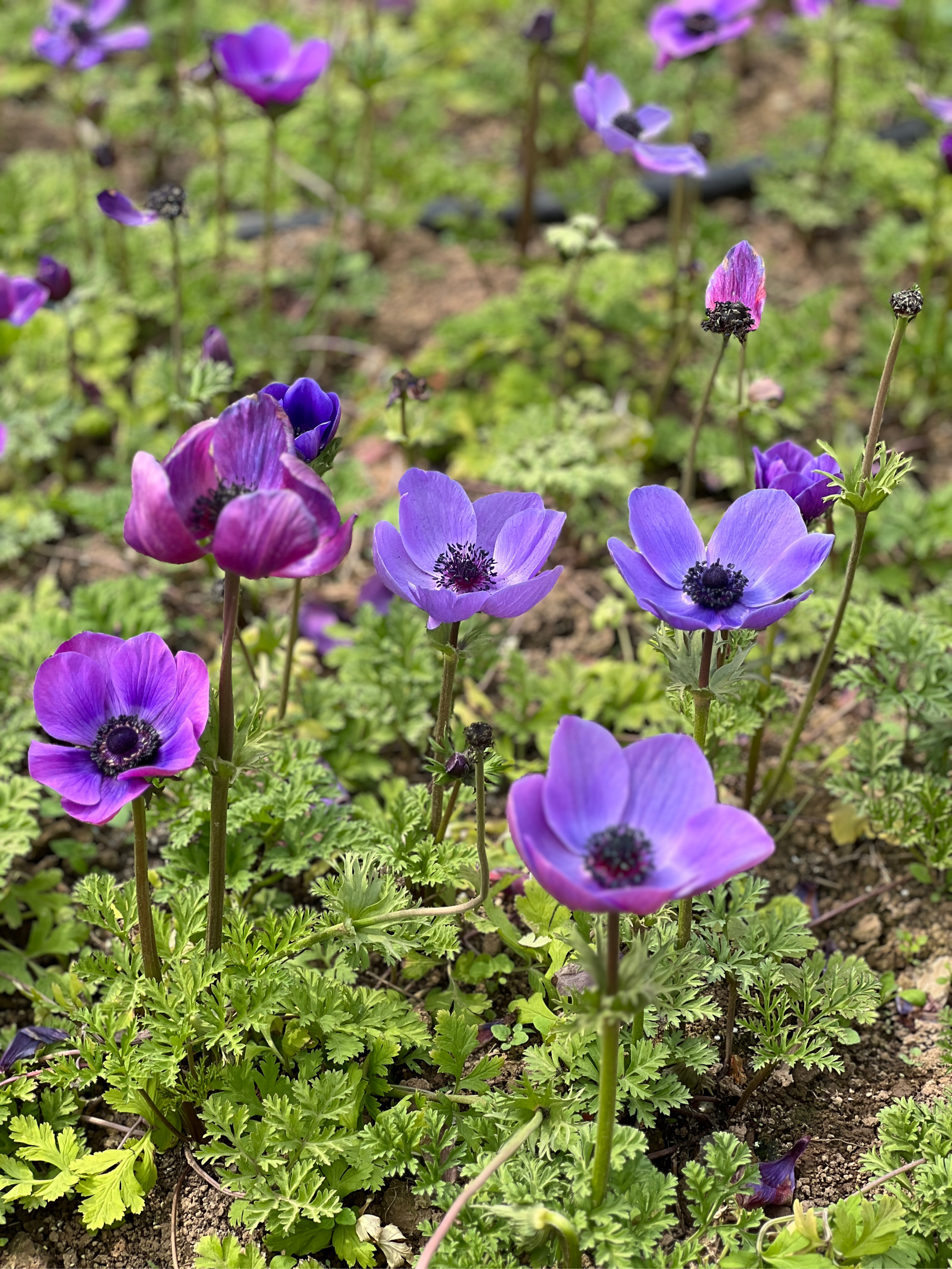 山东银莲花图片