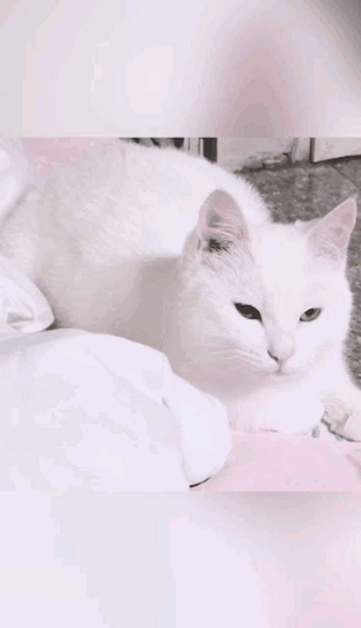 小动物这种东西 @李咪饭 #猫咪# 莫名其妙有了一只后,就会莫名其妙