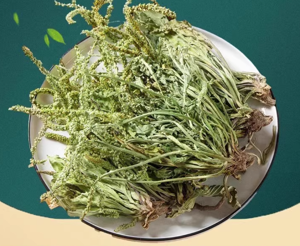 野生车前草,既是中药材,又可供泡茶