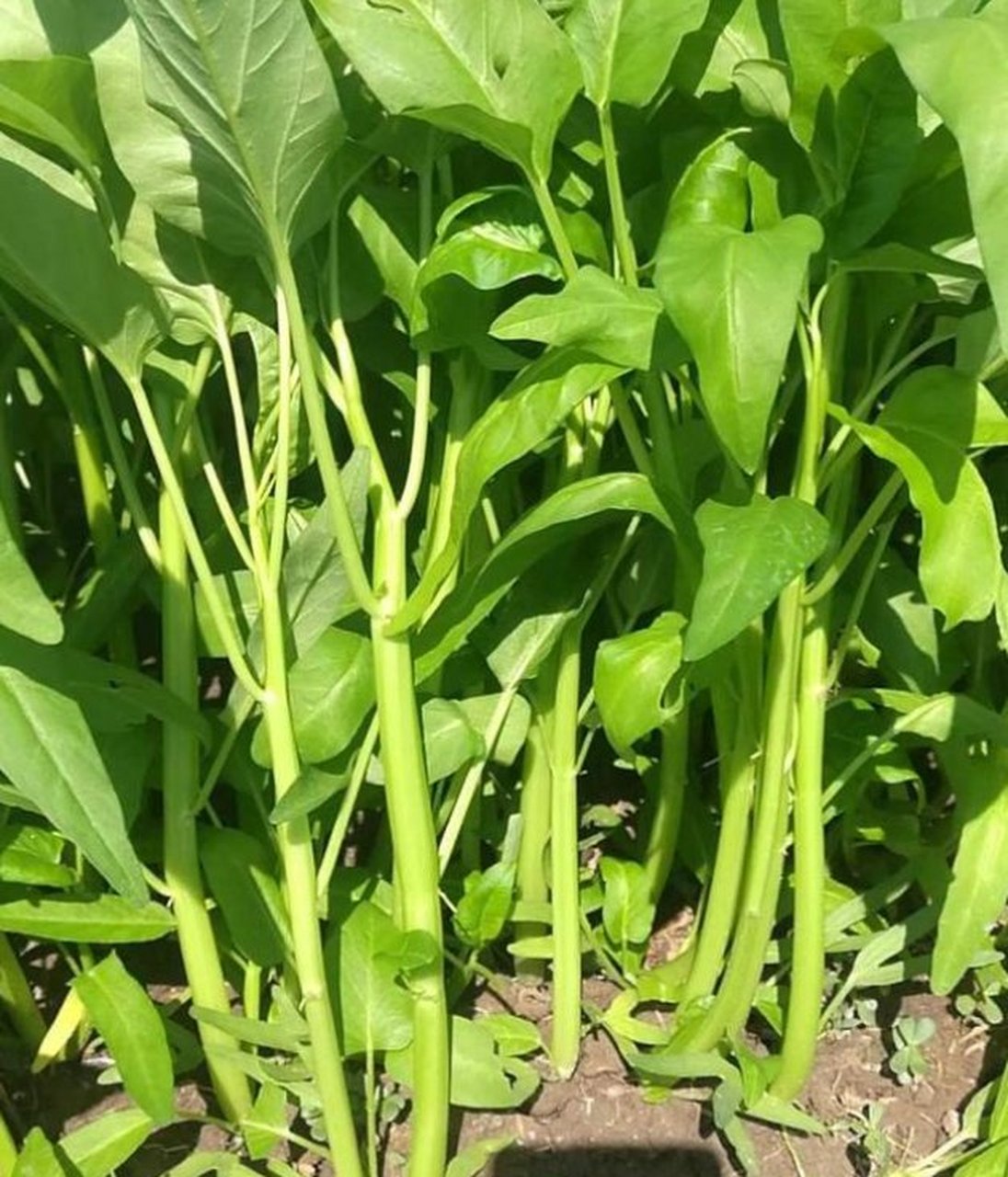 空心菜一般在每年春季的4月份左右成熟,到了5-7月份的时候就会大量
