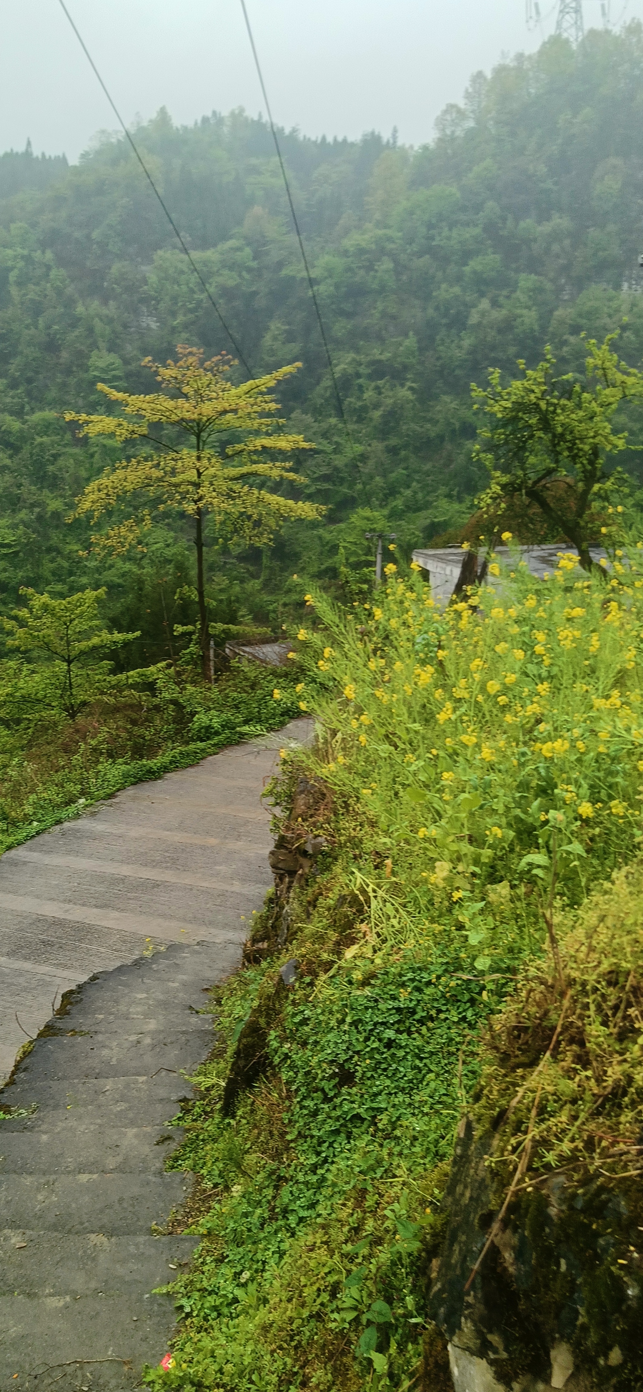 村里小路图片