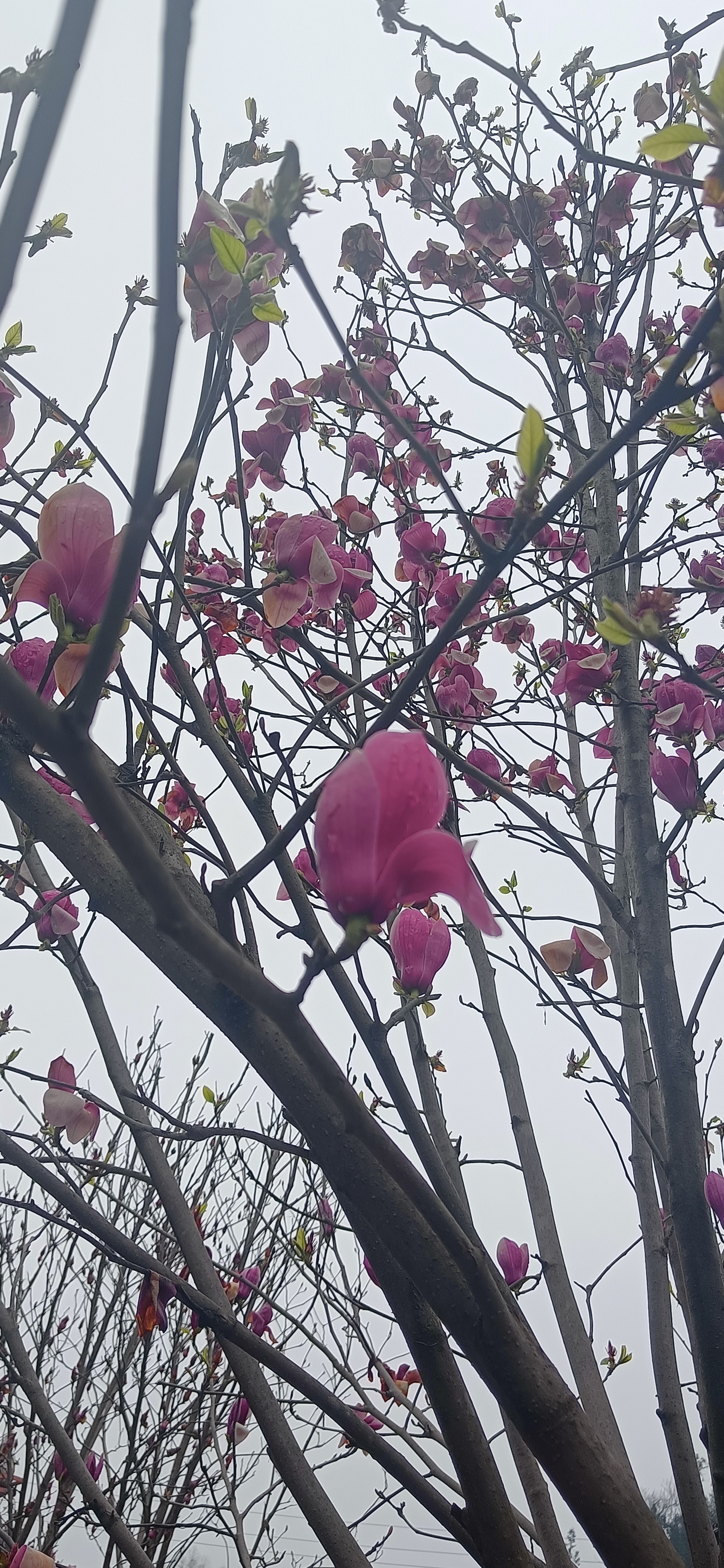 晨跑红色基地扎西大道,见木兰花开,粉白交织,枝头低垂,宁静优雅 ,如此