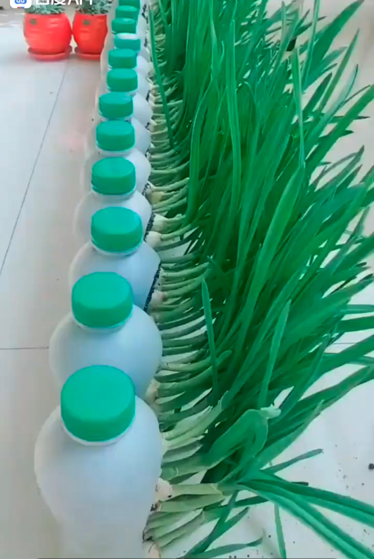大家看看我在自家阳台上用几个矿泉水瓶种的蒜苗,长得超级旺盛,看着这