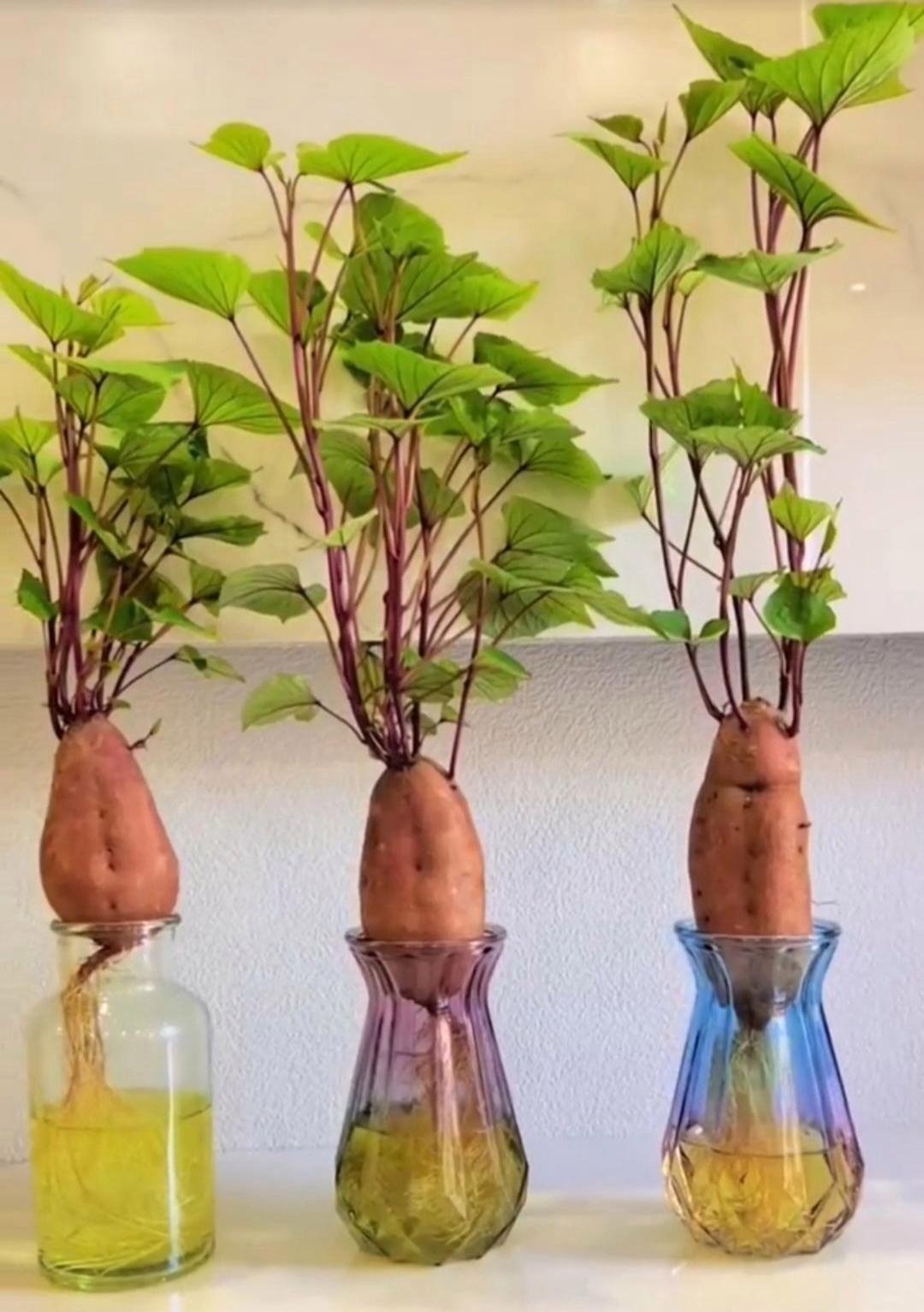 快看我水培的红薯苗,那可真是一道独特的风景