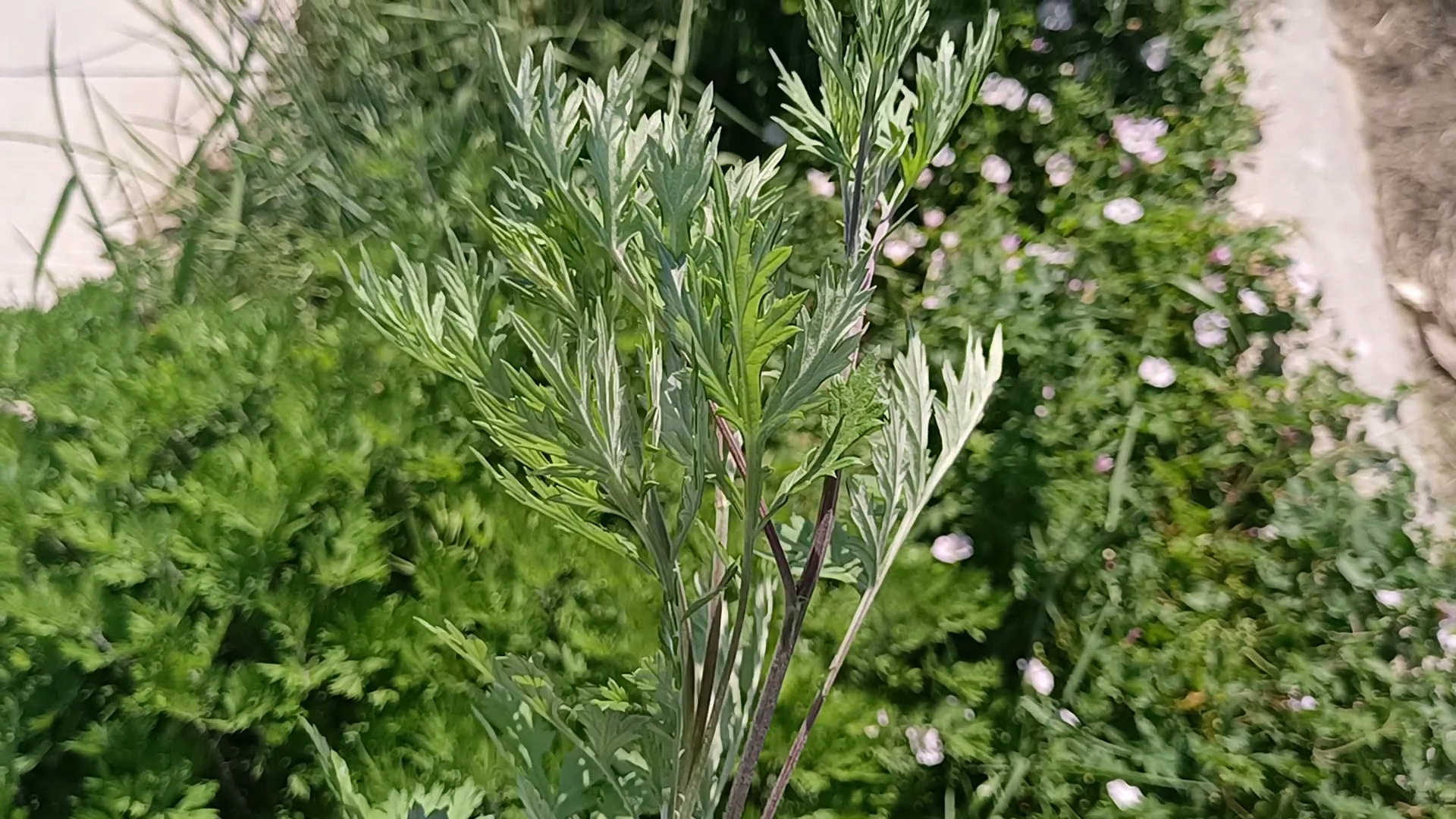 紫红色的茎杆绿色叶子图片